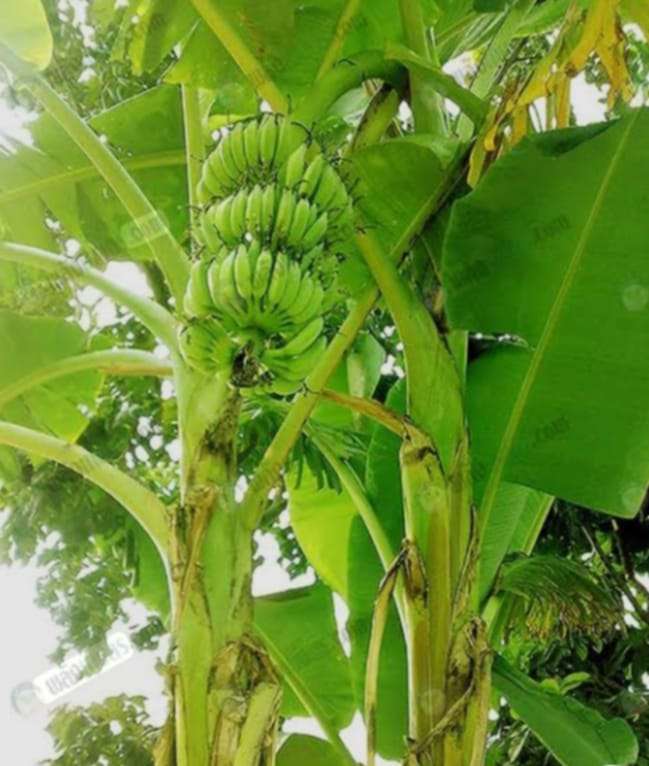 Banana Chip Making for Family Income