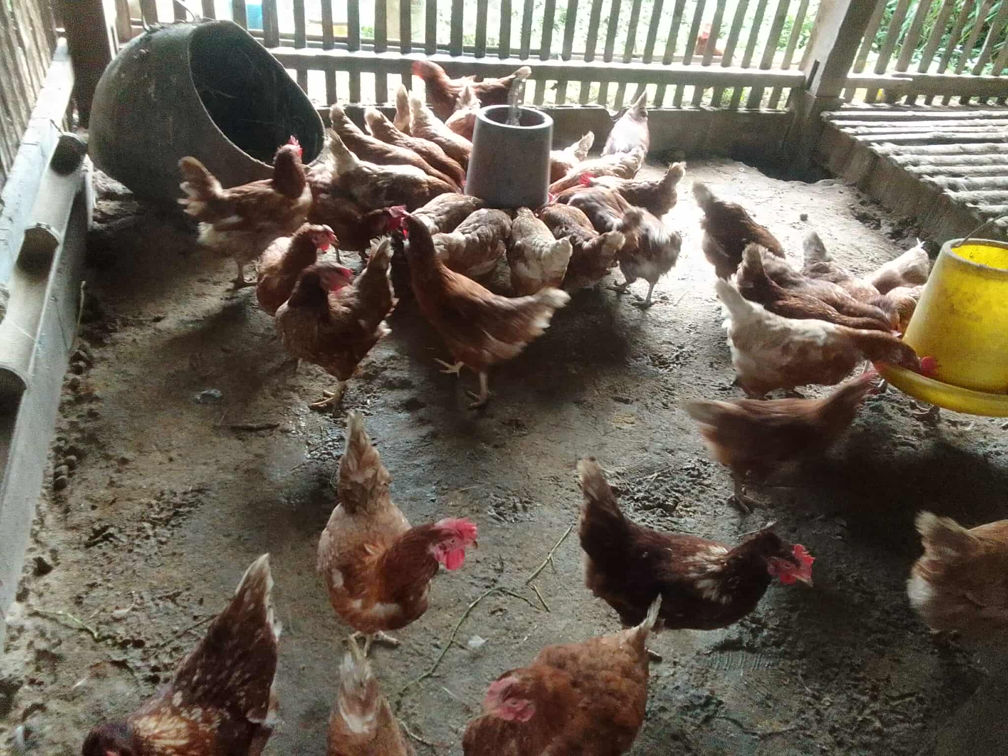 Chickens that the youth group is raising