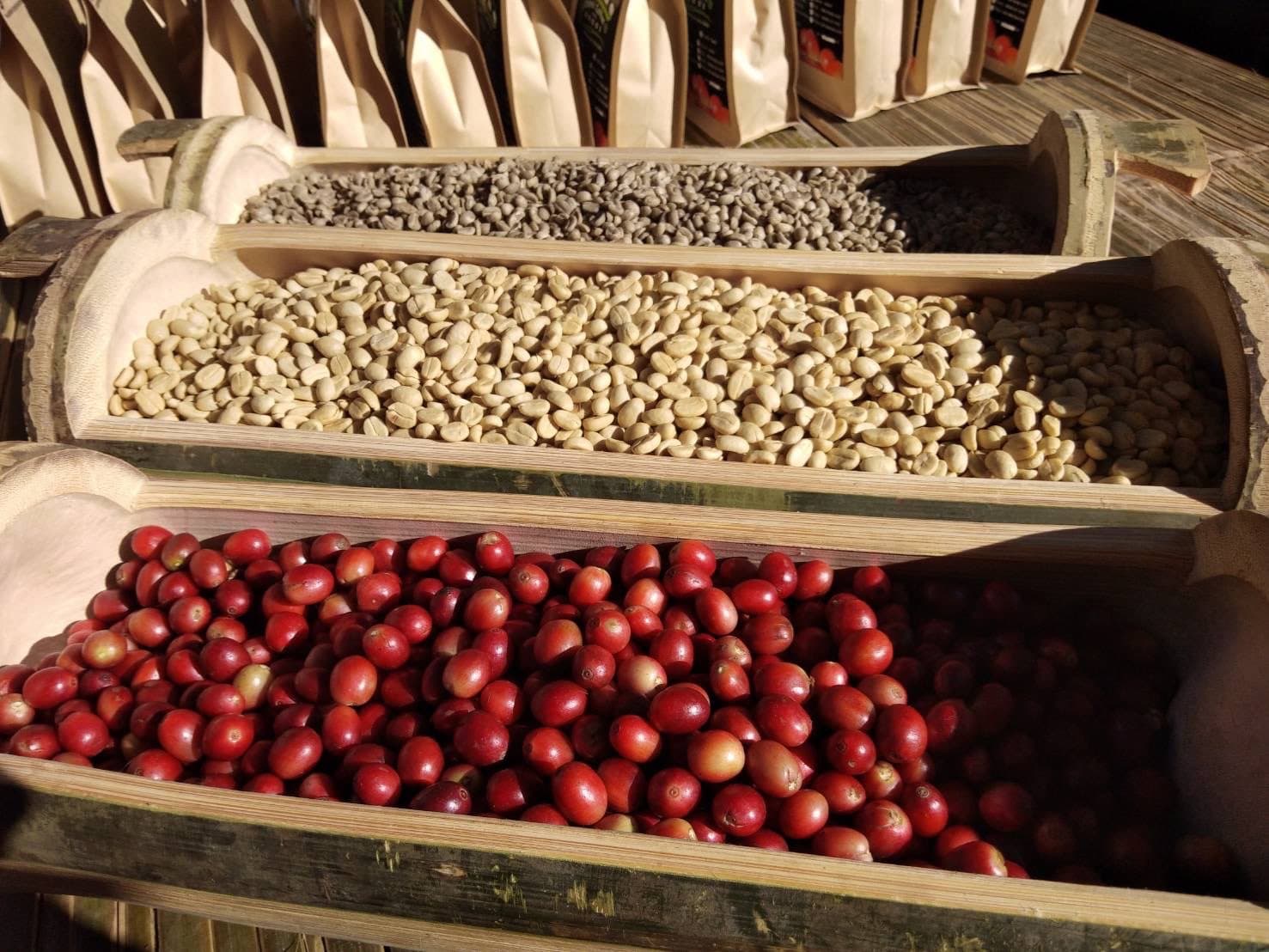 Coffee Training for Youth and Family Income
