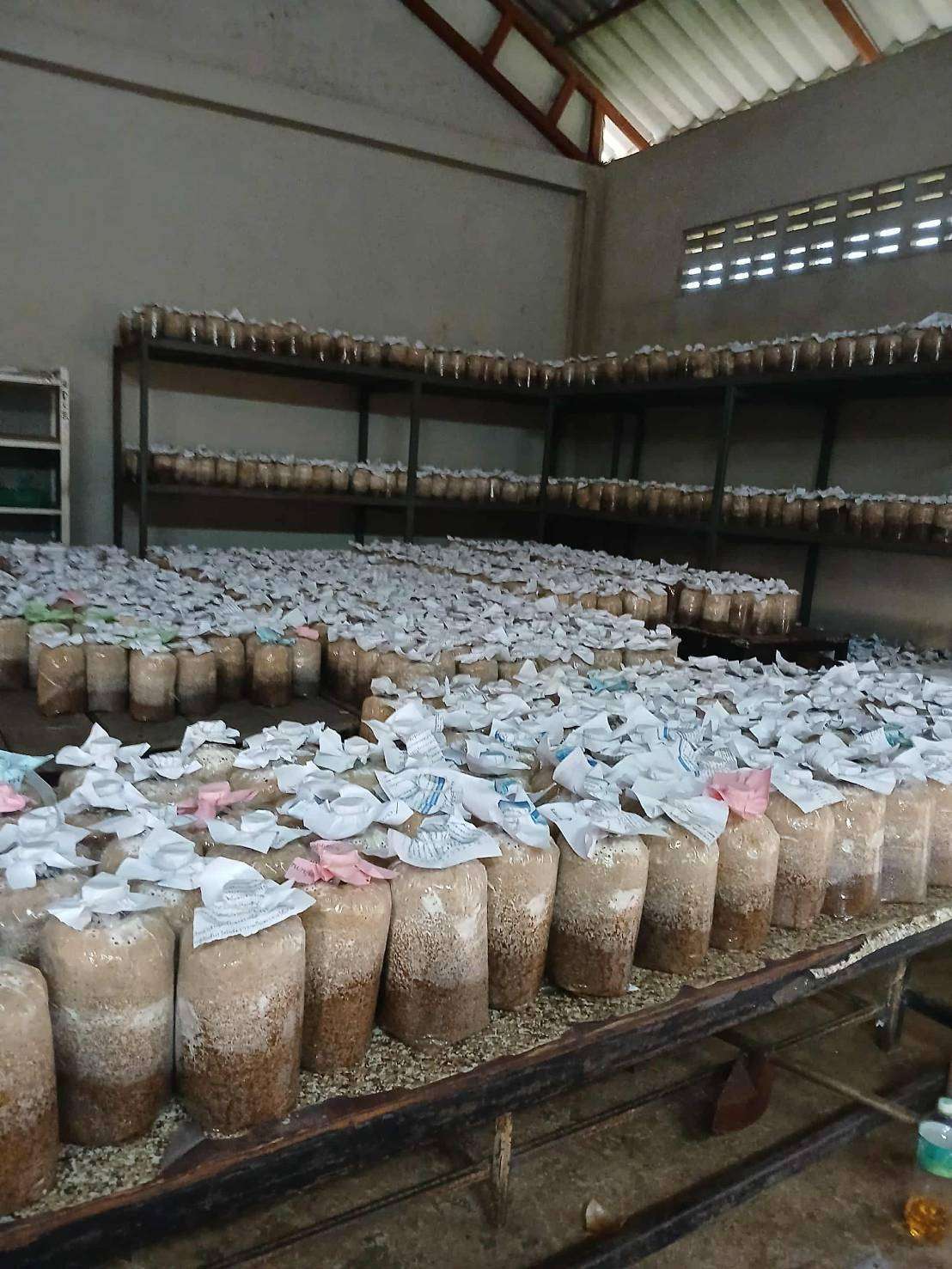 After steaming, the mushroom blocks are left to rest for 1 month.