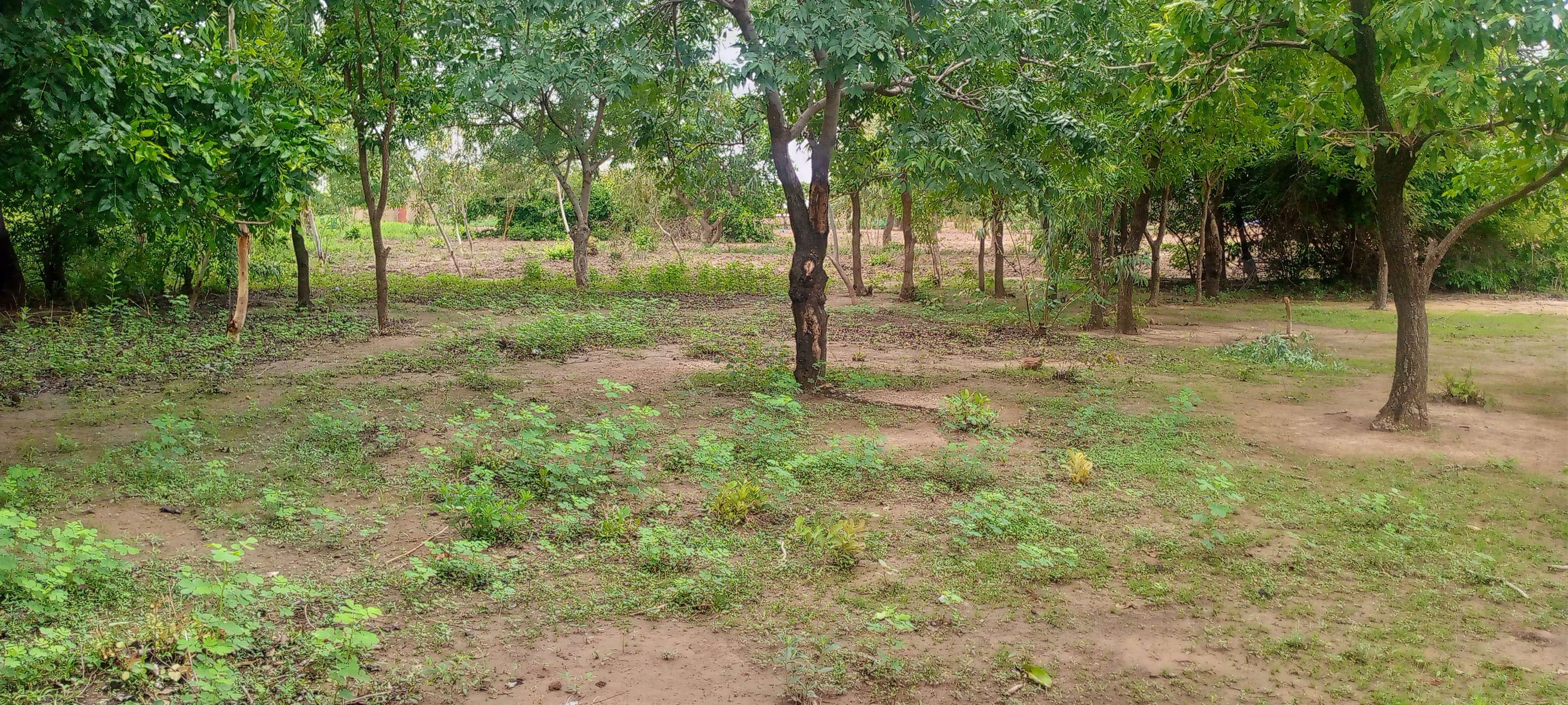Project for the development of a market garden area.