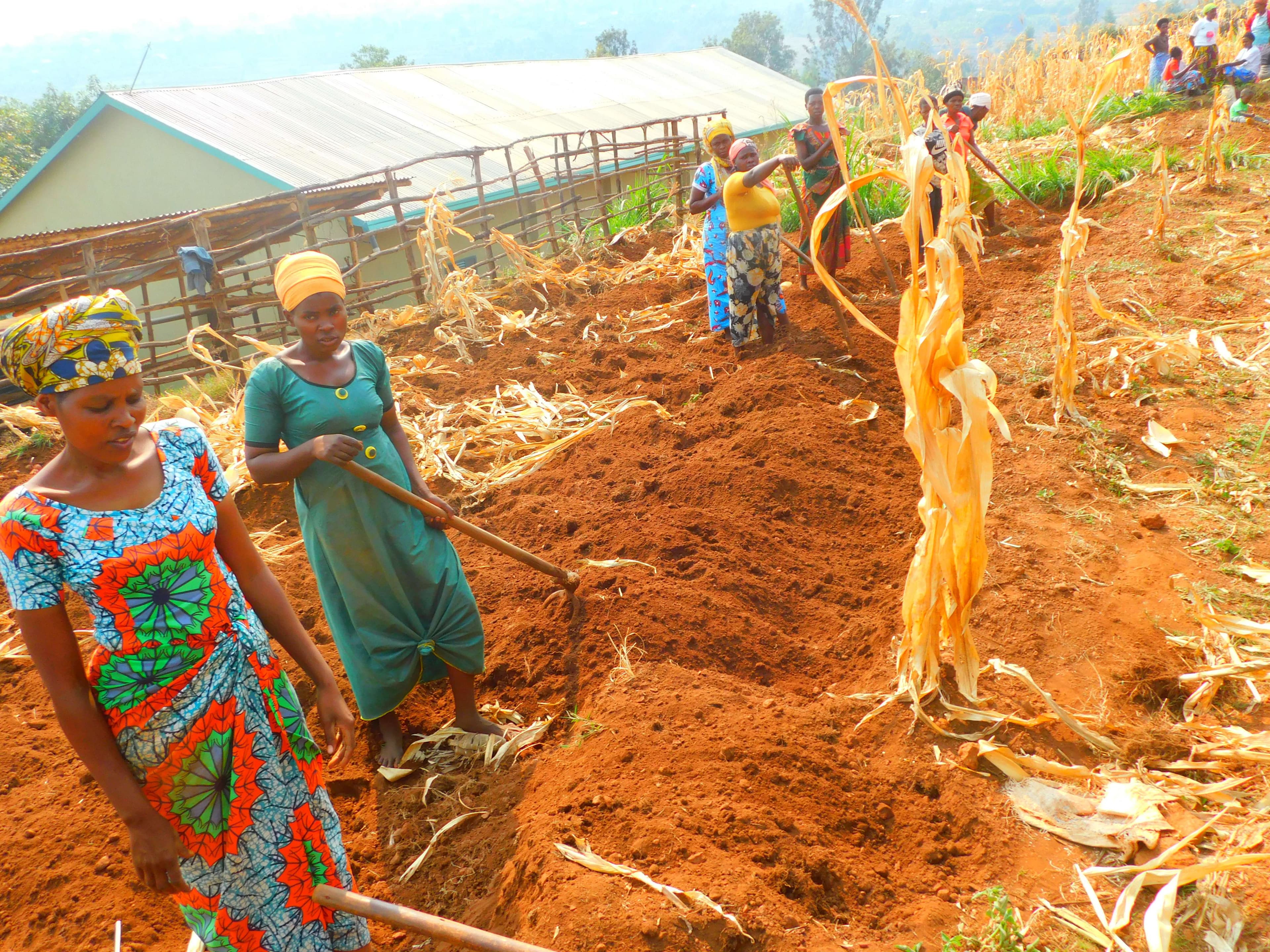 Caregivers are hopeful that through sorghum growing their lives will be transformed.