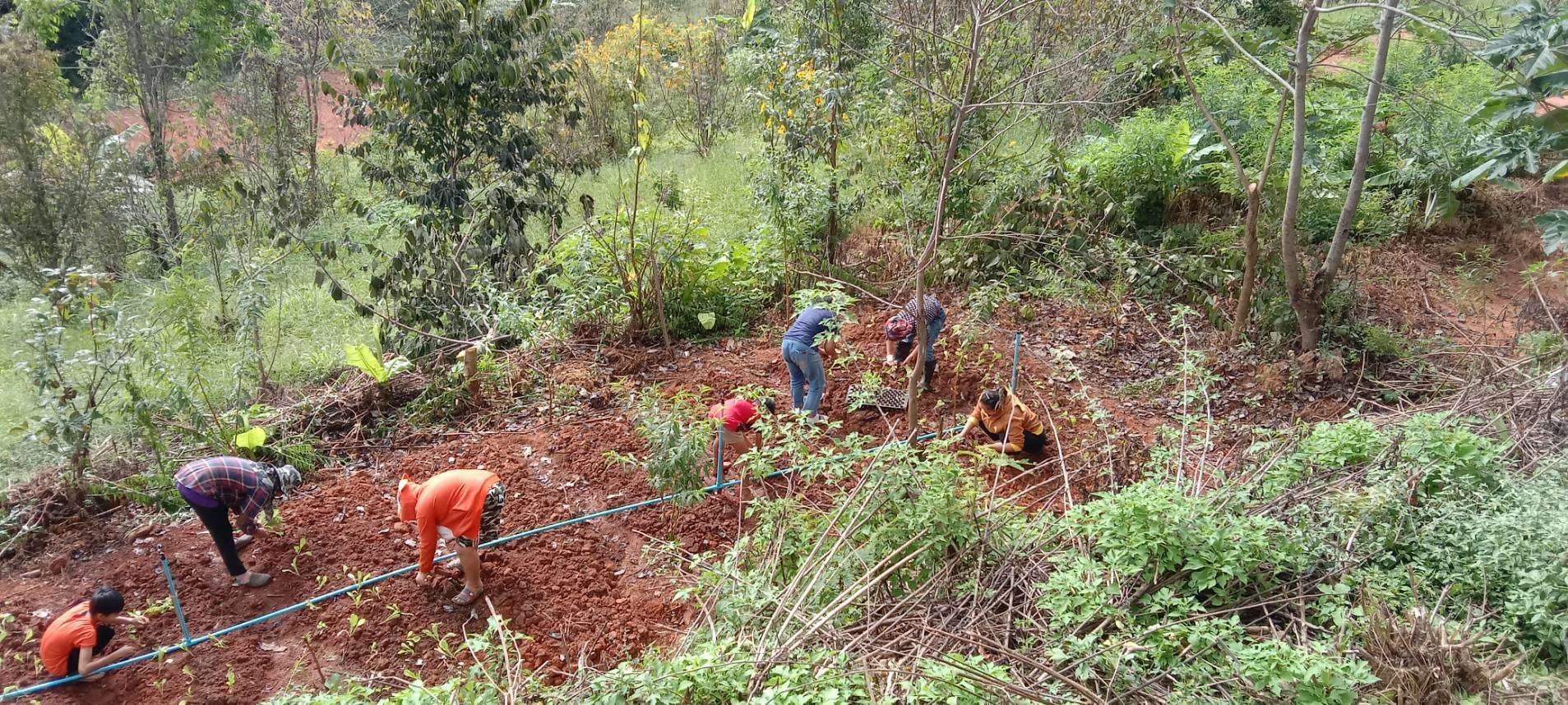 Roots of Community: Growing Fresh Vegetables Together at the Church!