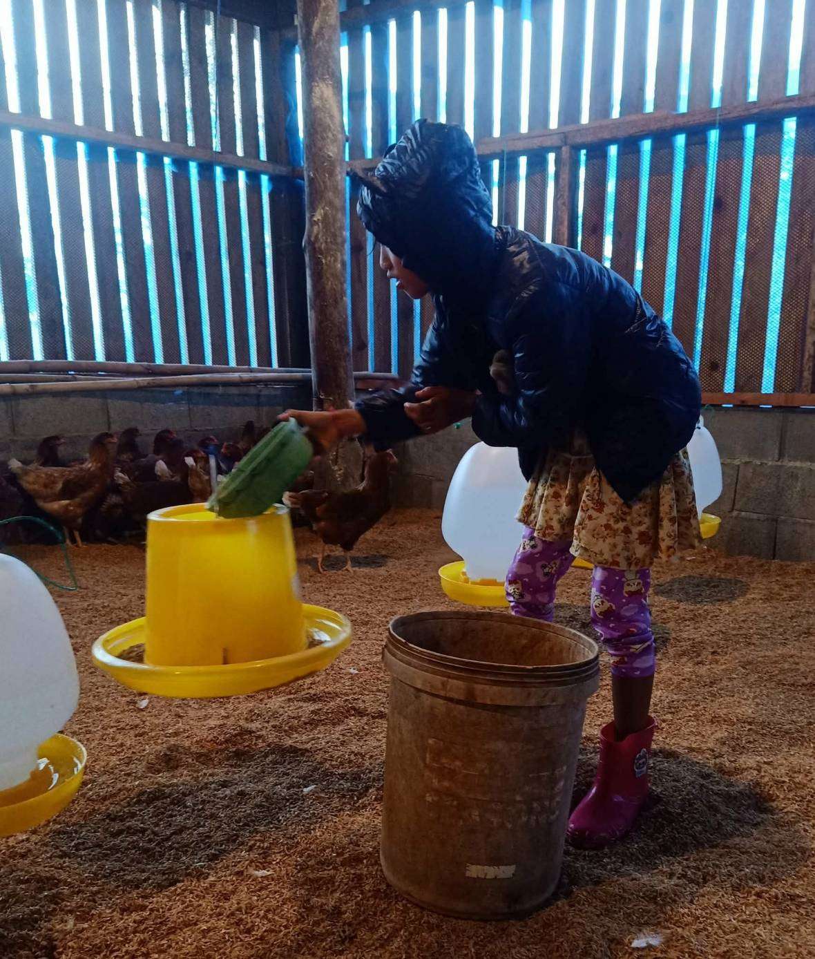 Feeding the chickens