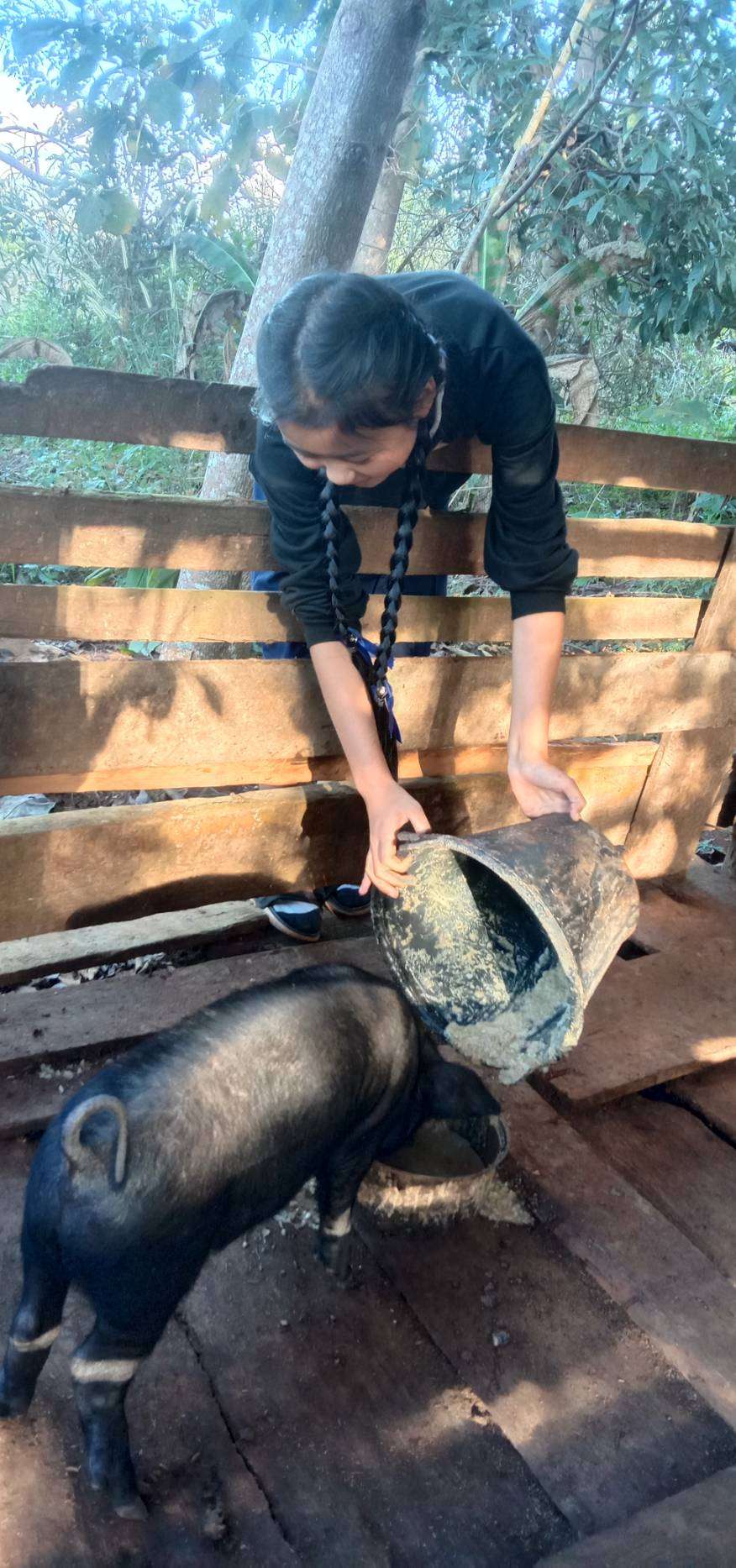 Pig Farming for Family Income and Stability