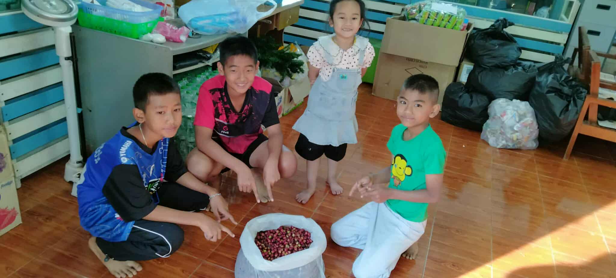 Coffee bean production from youth planting in the project