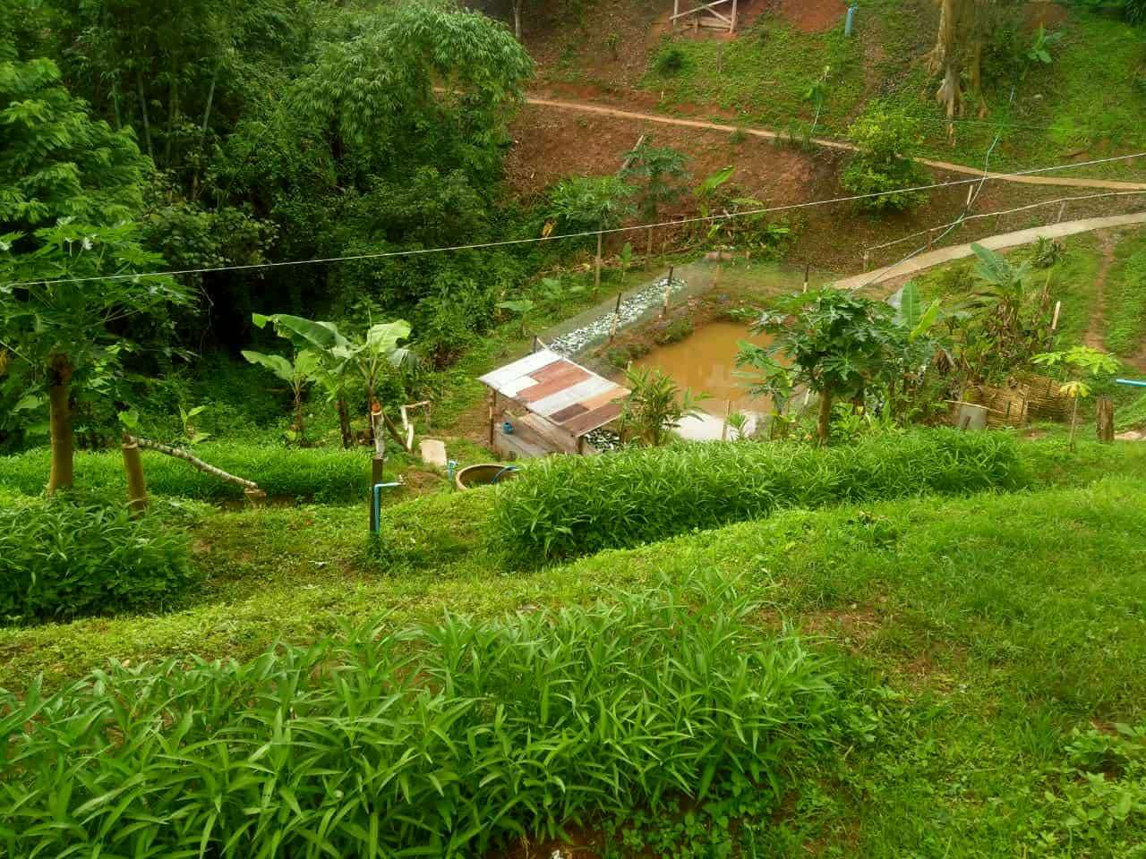 Healthy Harvest: A glimpse of the pesticide-free water spinach garden from one of the participating households in the project, showcasing sustainable gardening practices!