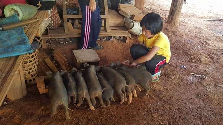 Children and families breed local piglets.