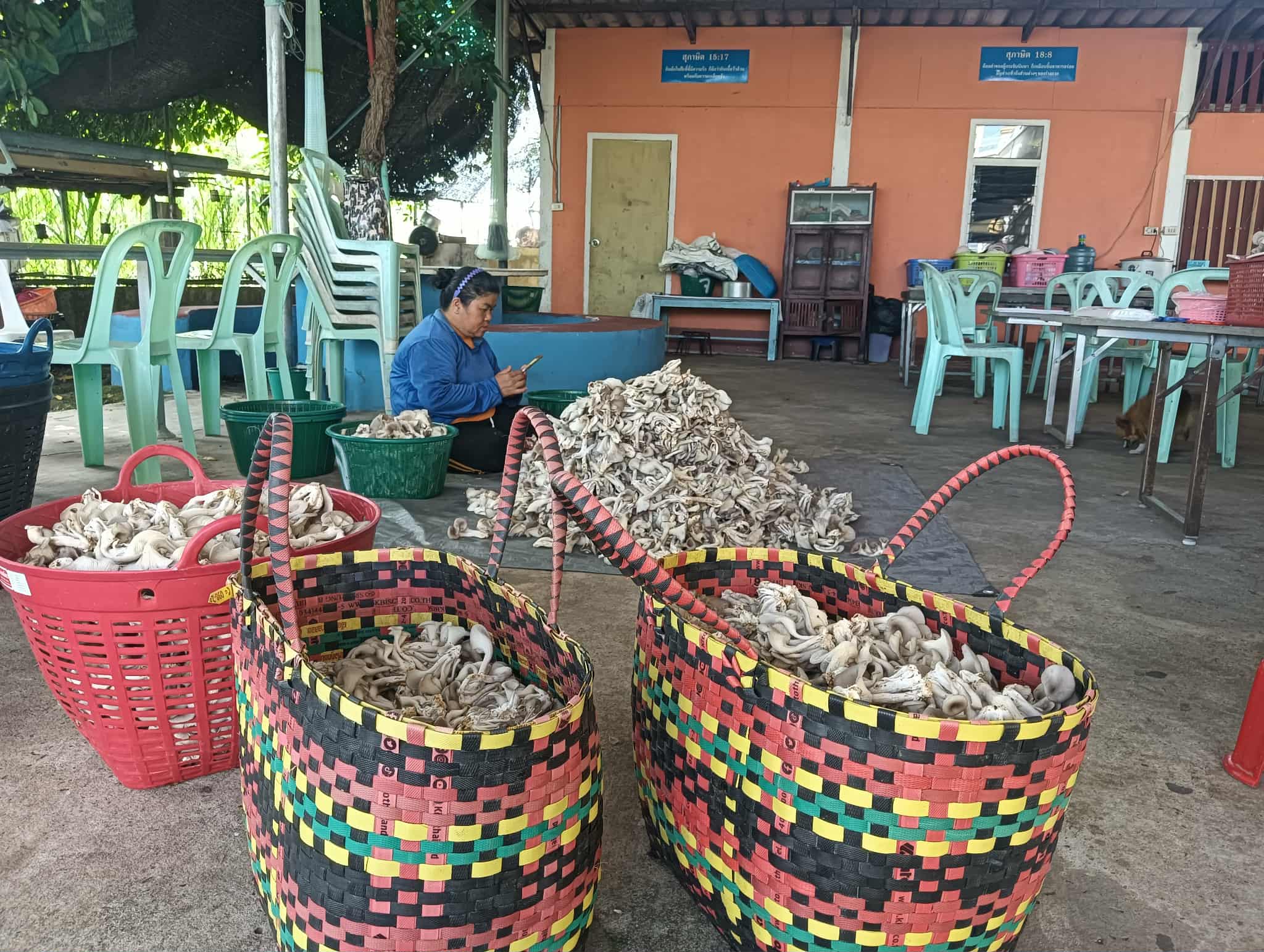 Prepare to cut off the mushroom