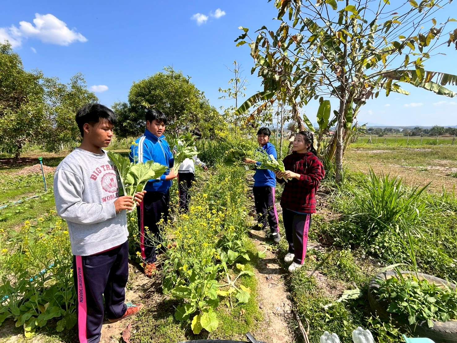 Harvesting agricultural produce.