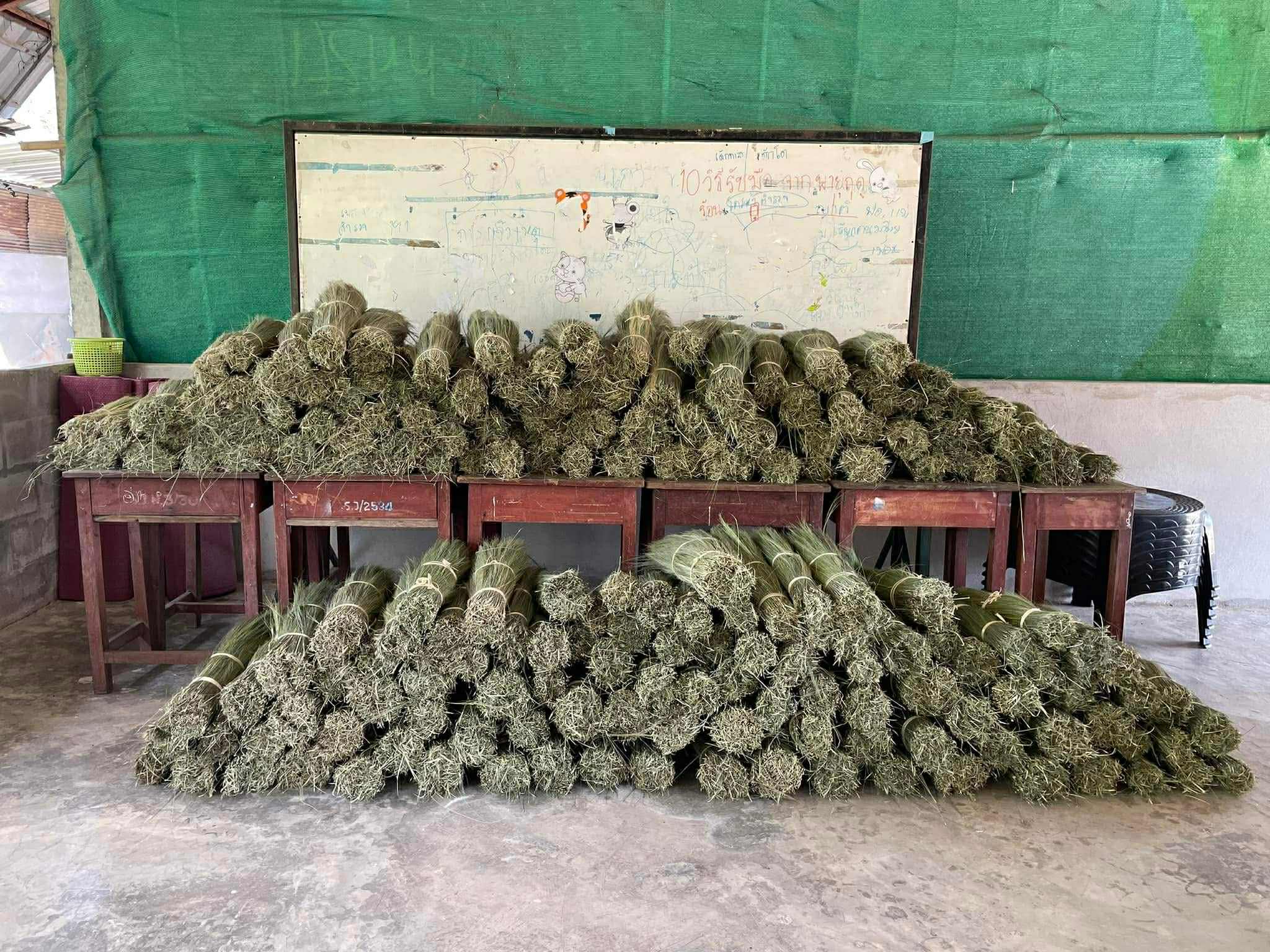 The broom grass ready in stock and ready to be use