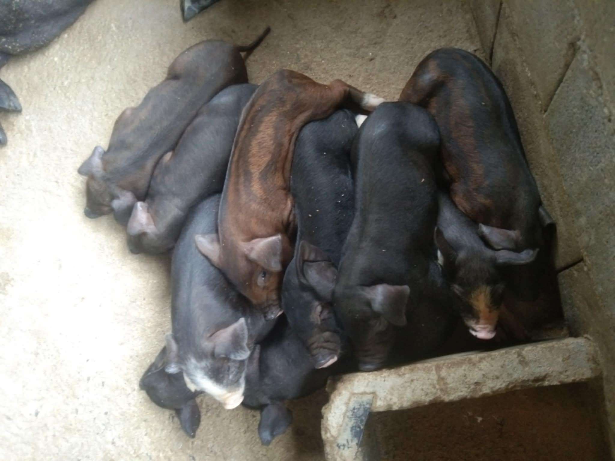 Piglets snuggle up together warmly after a hearty meal.