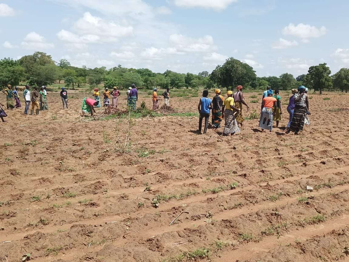 The women sowing their field