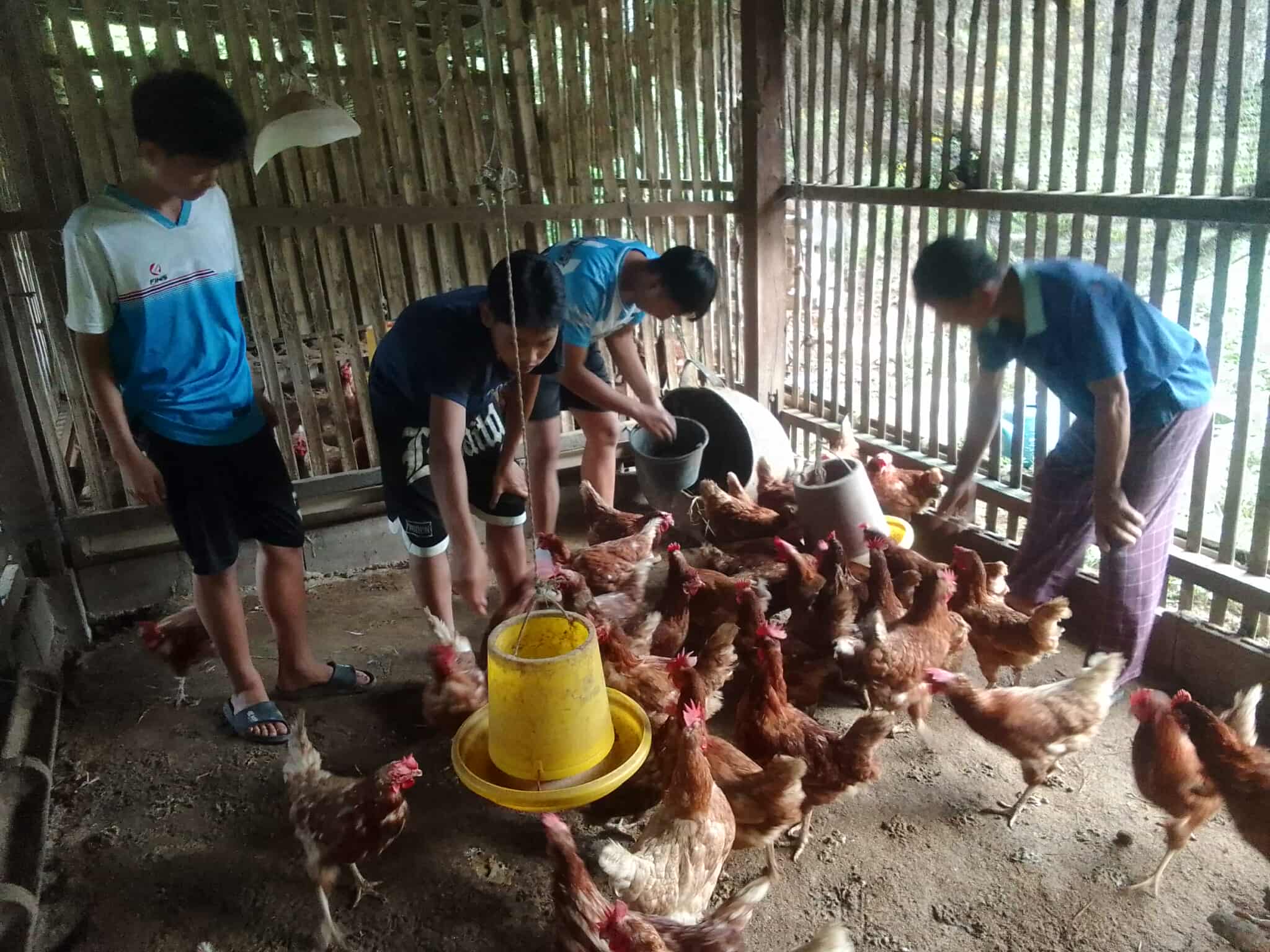 A group of youths are feeding chickens and hoping to expand their flock