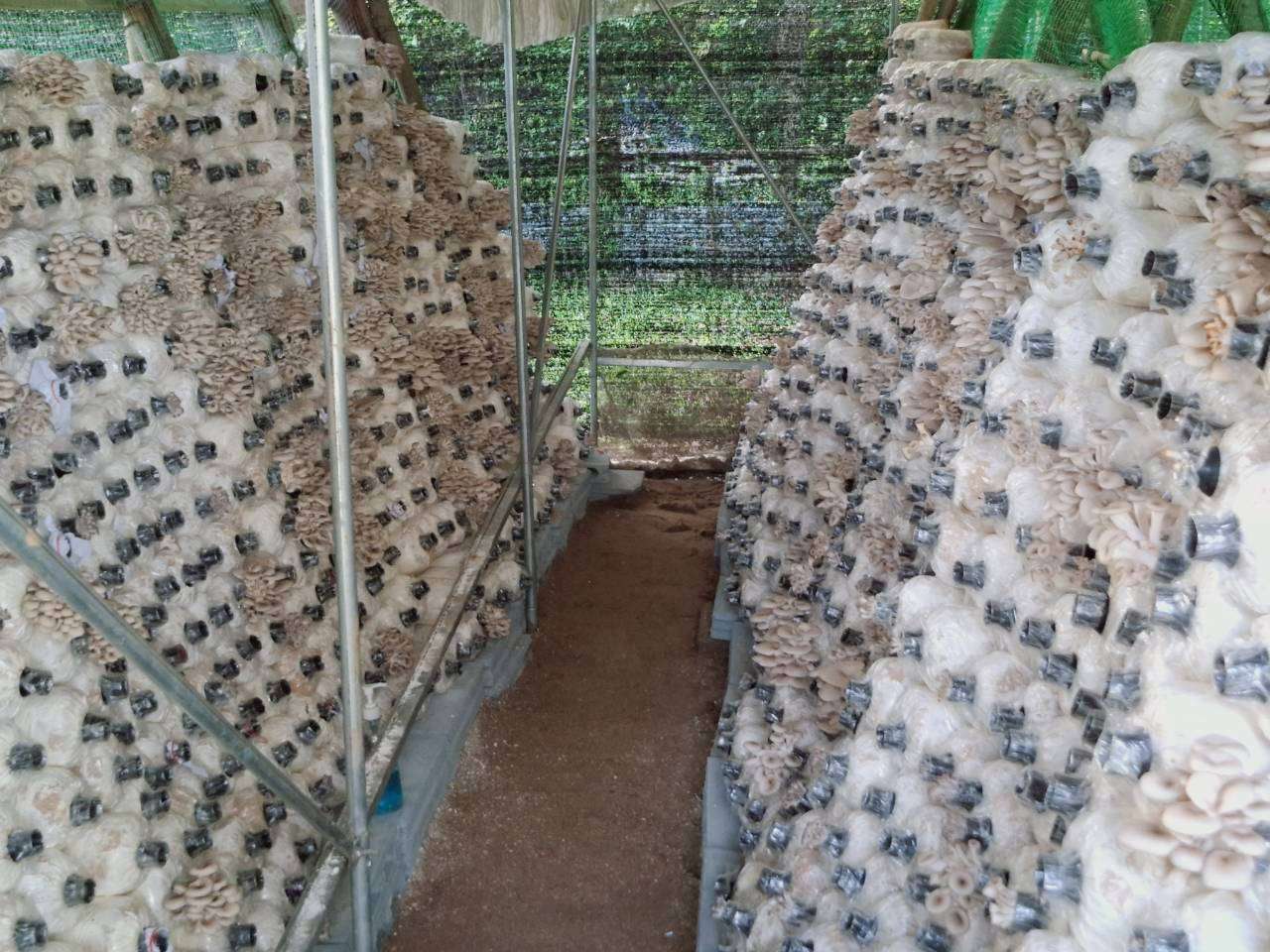 Mushroom spawns are arranged in the mushroom farm.