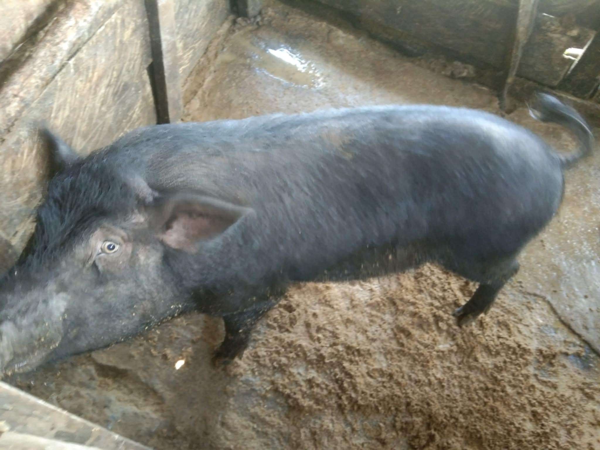 The male is excitedly waiting for food.
