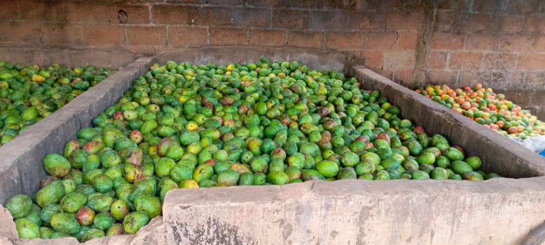 The place where mangoes are stored to ripen
