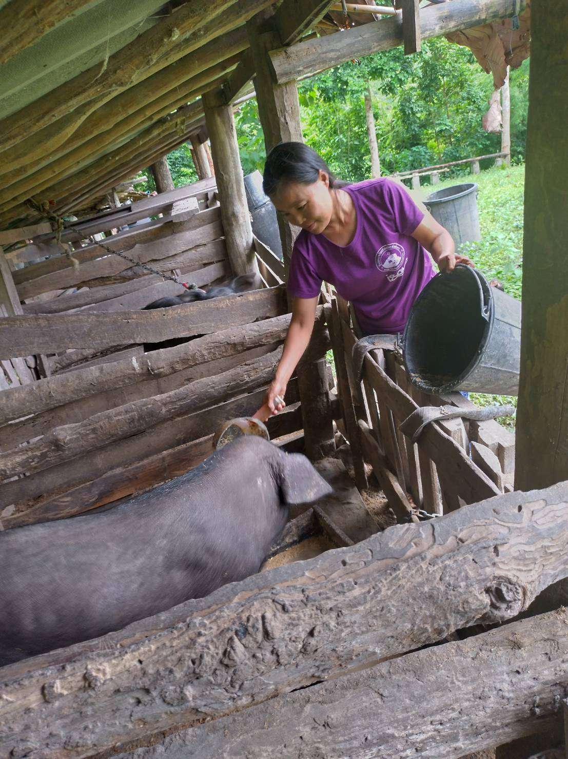 Parents feeding the pigs