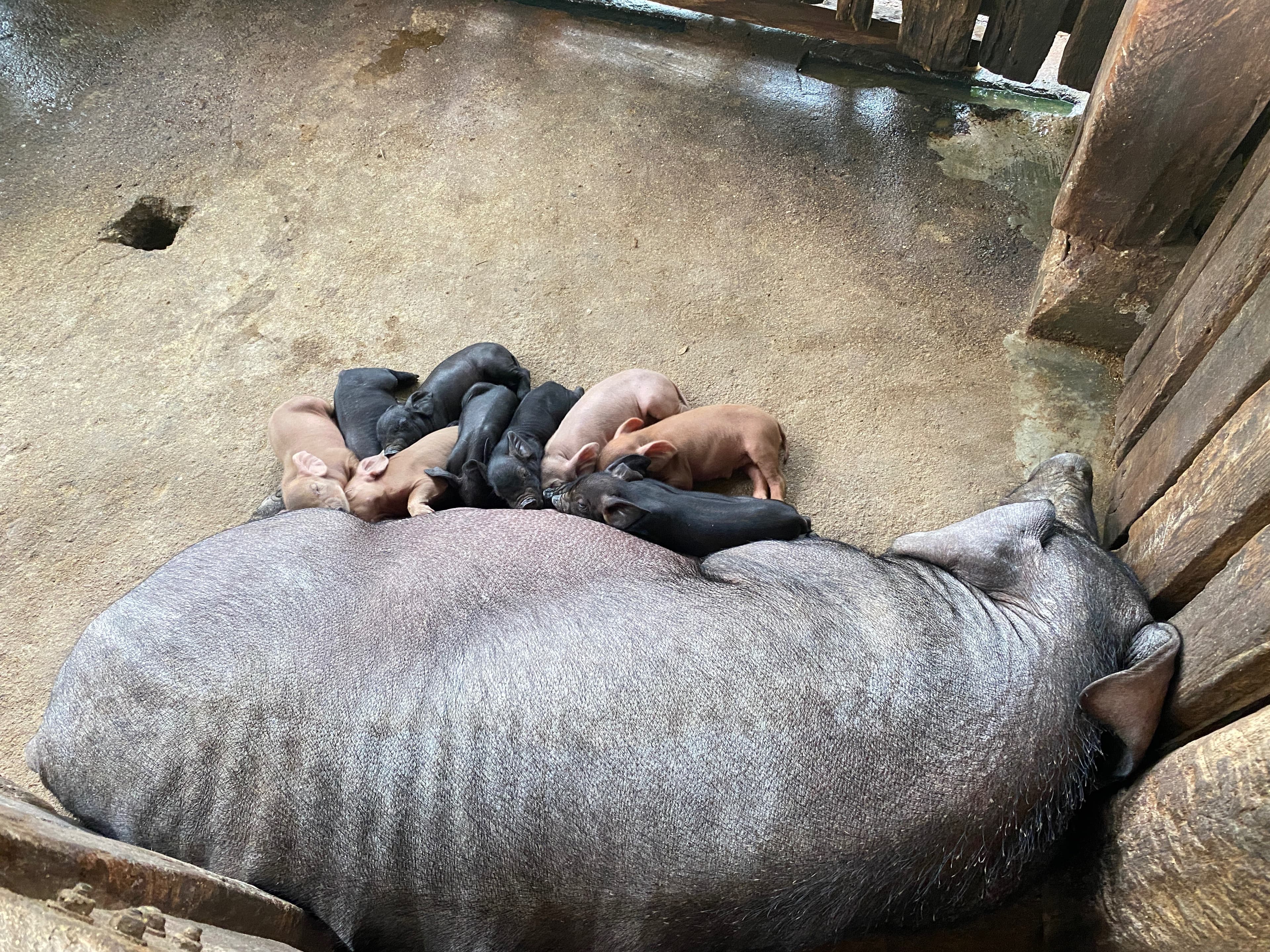 The mother pig and her piglets are ready to drink her milk.