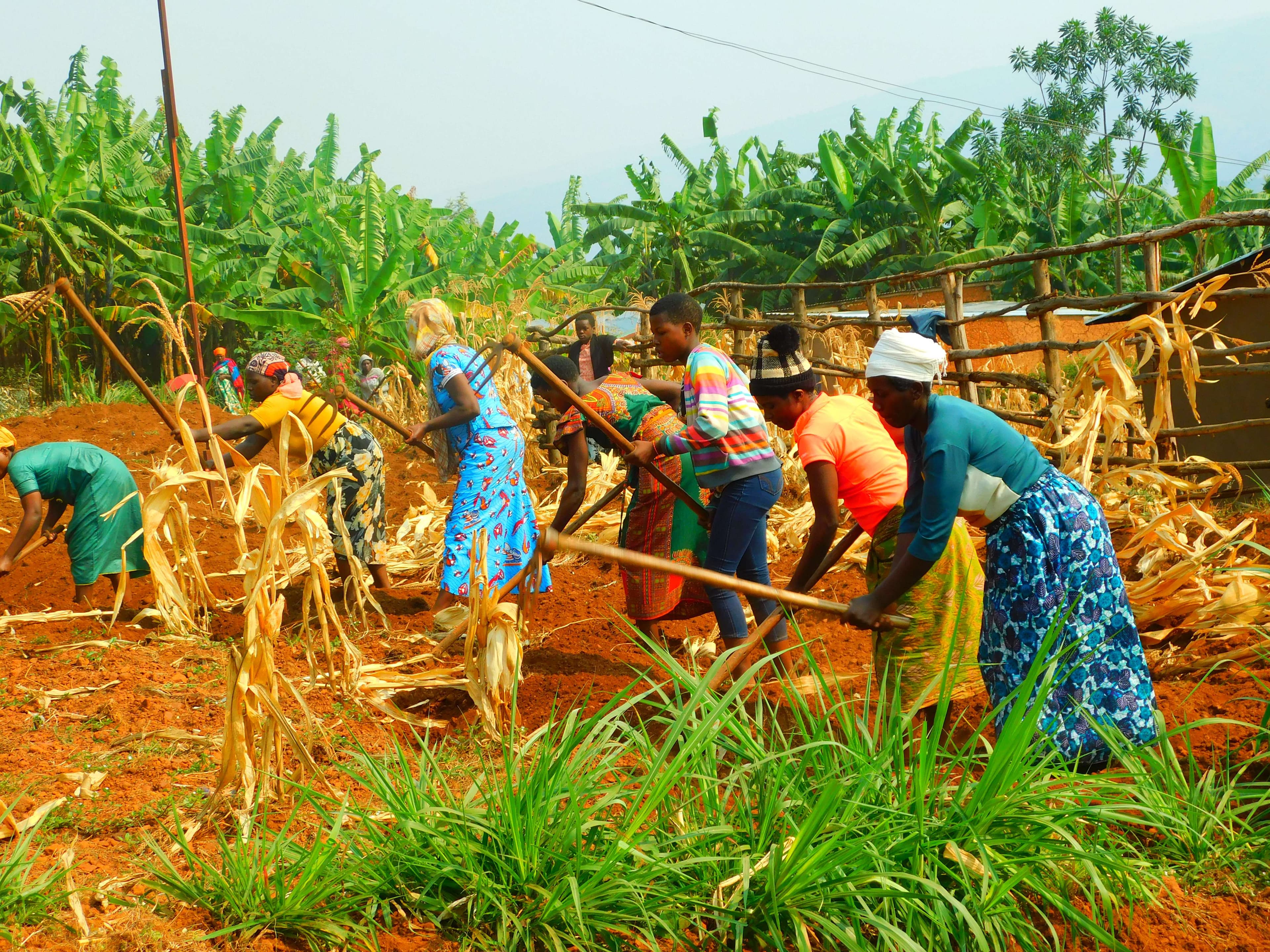 The caregivers are equipped with hoes and other items, preparing the land for sorghum cultivation.