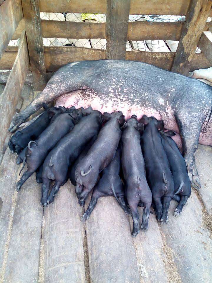 Native piglets obtained from crossbreeding