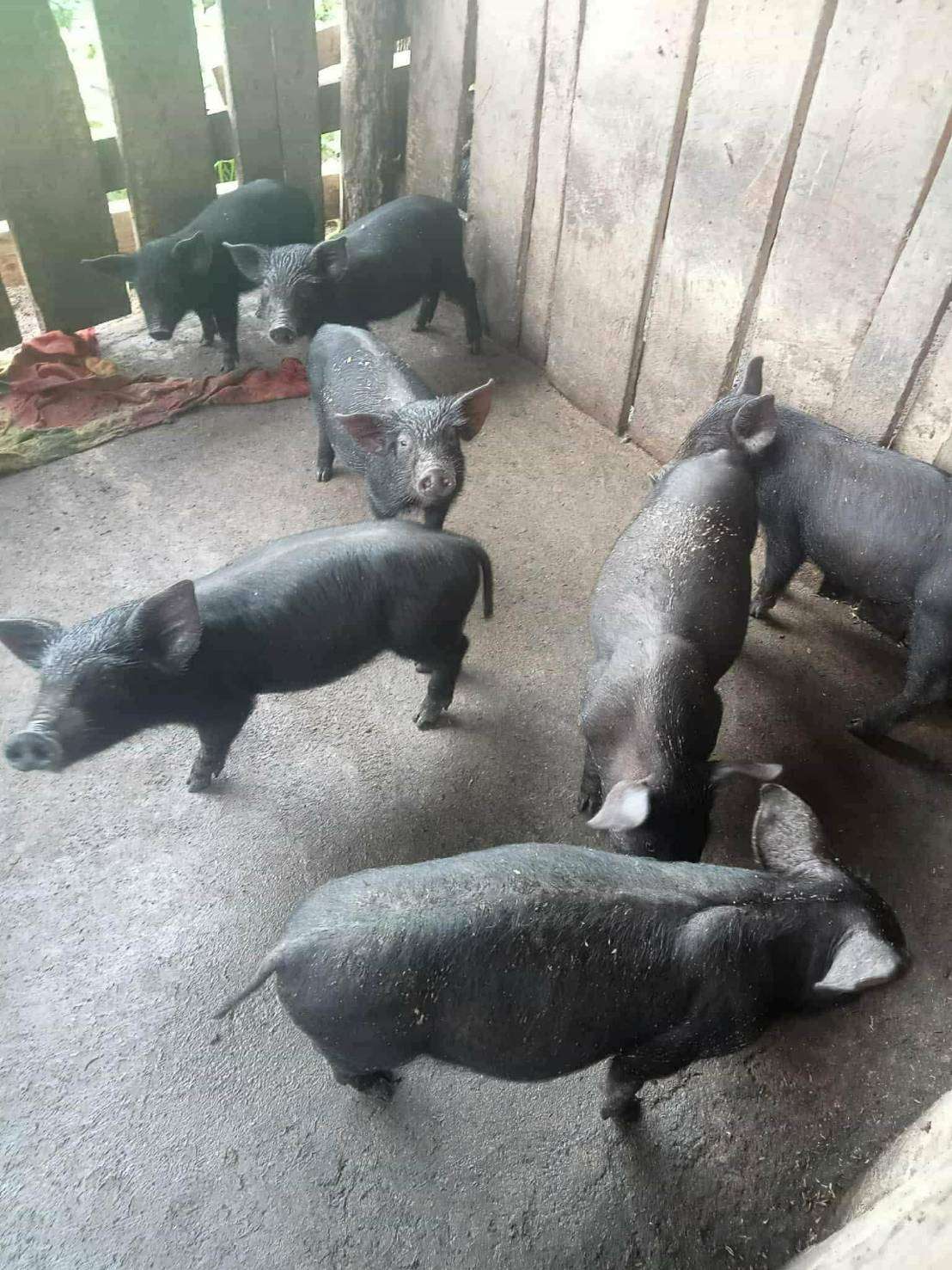 Pig farming using cement-based pens