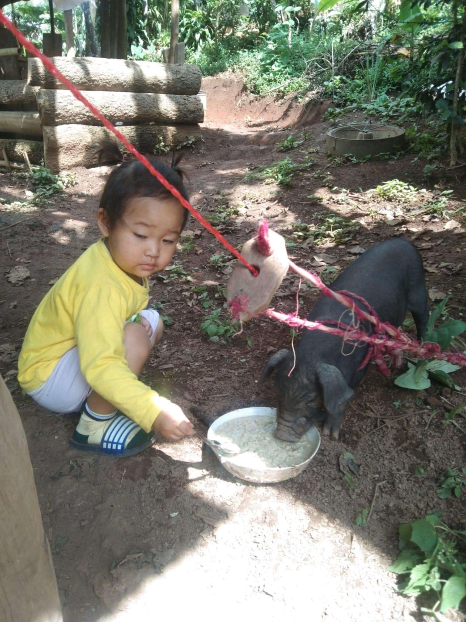A little boy is giving food to a little piglet.