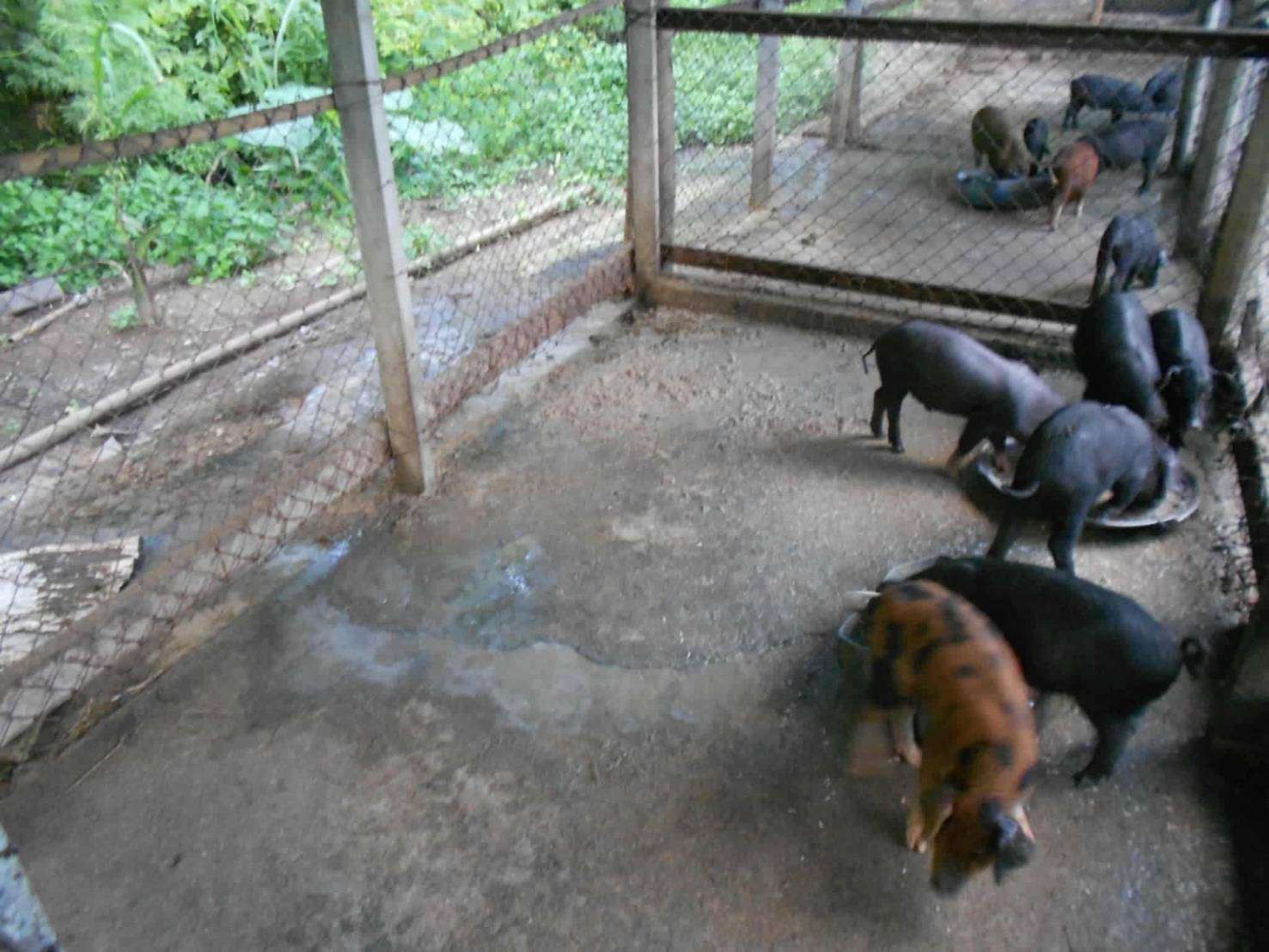 More pigs are growing