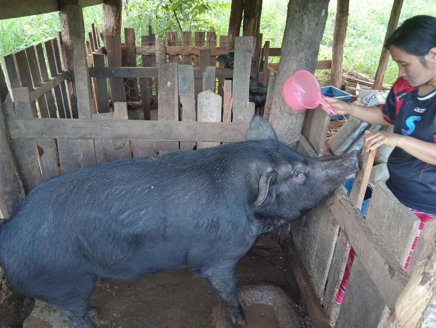 "Feeding the pigs!"