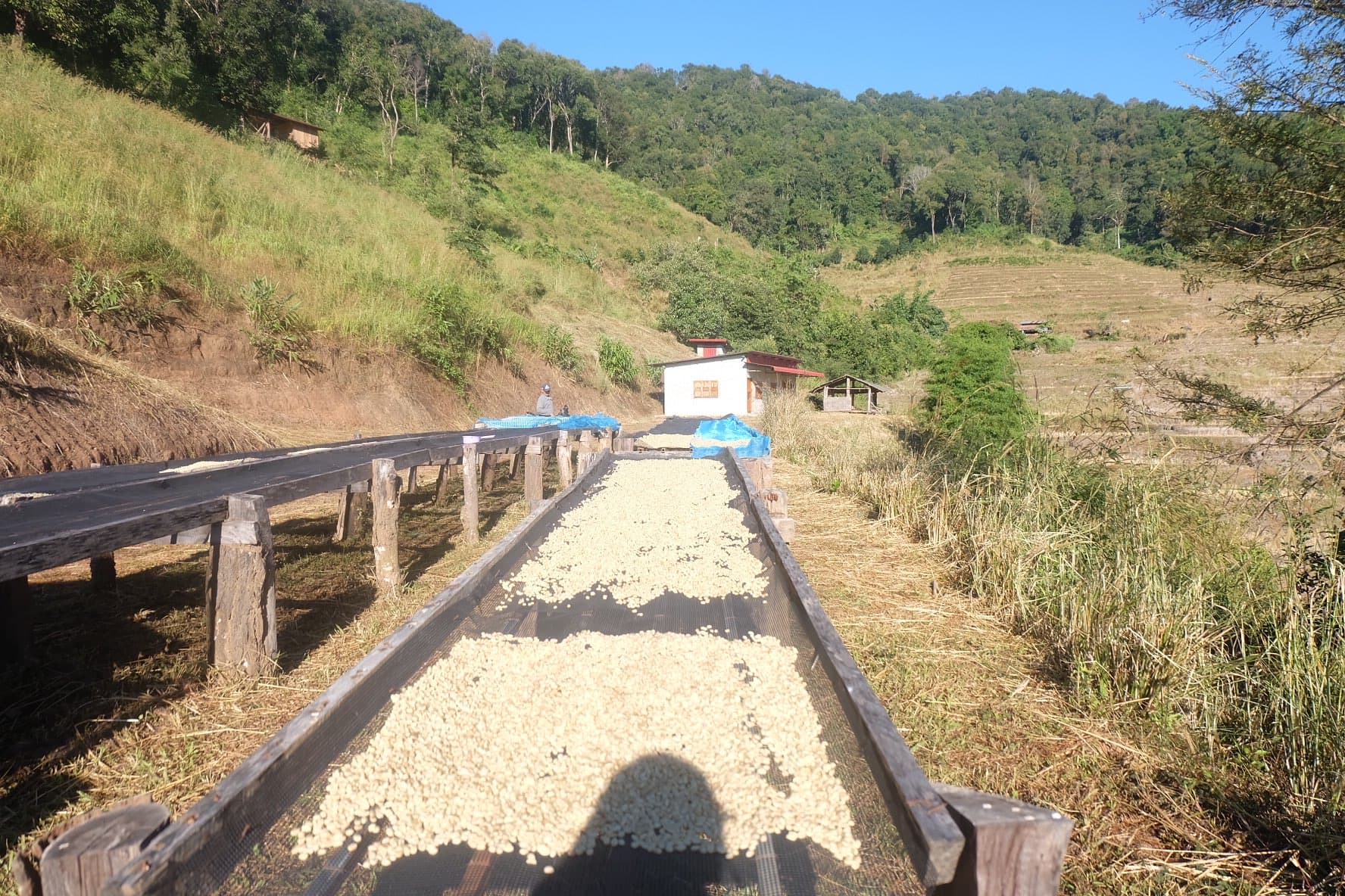 Coffee Training for Youth and Family Income