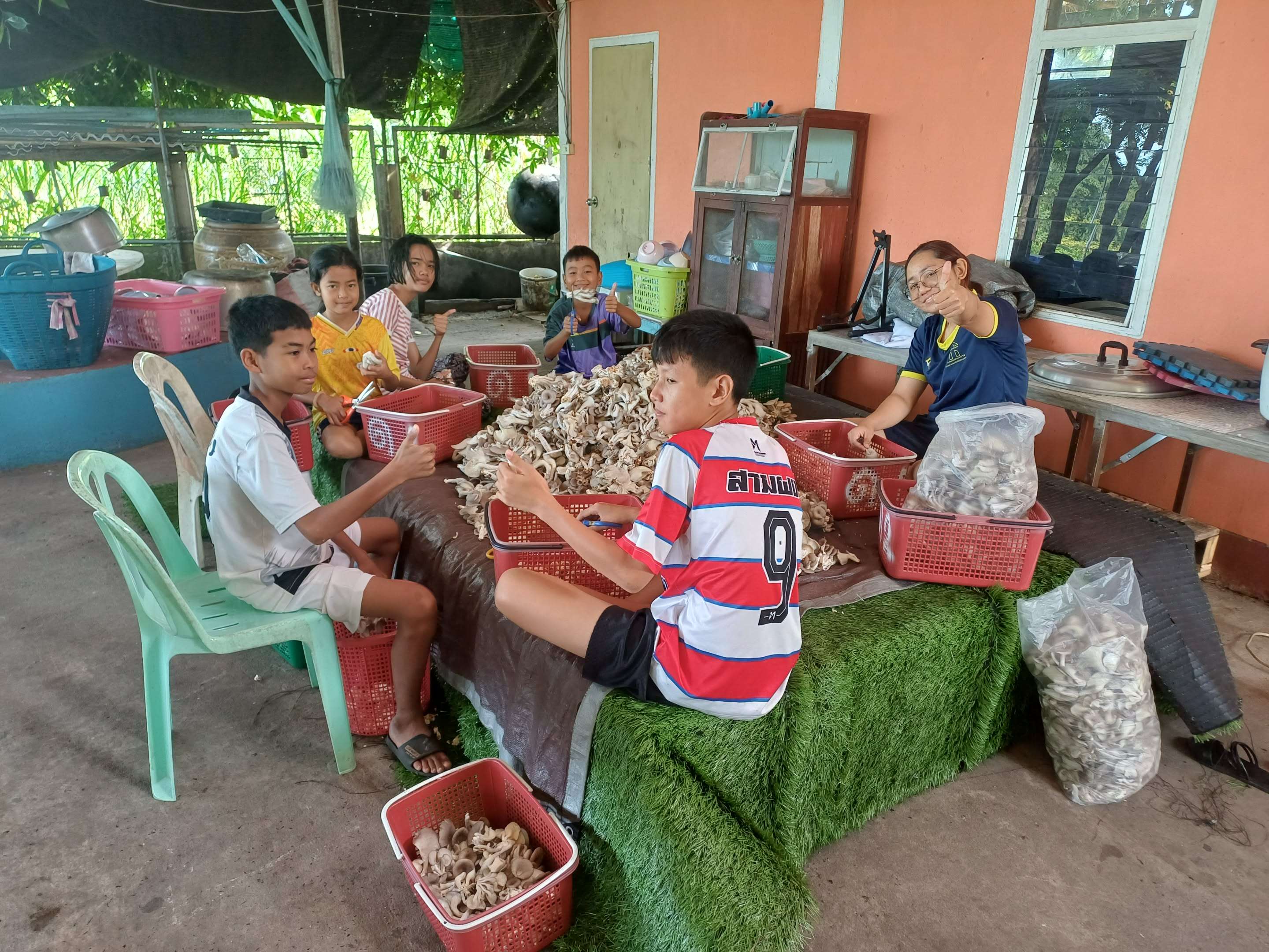 Cut the mushroom and prepare to pack and send to customers.