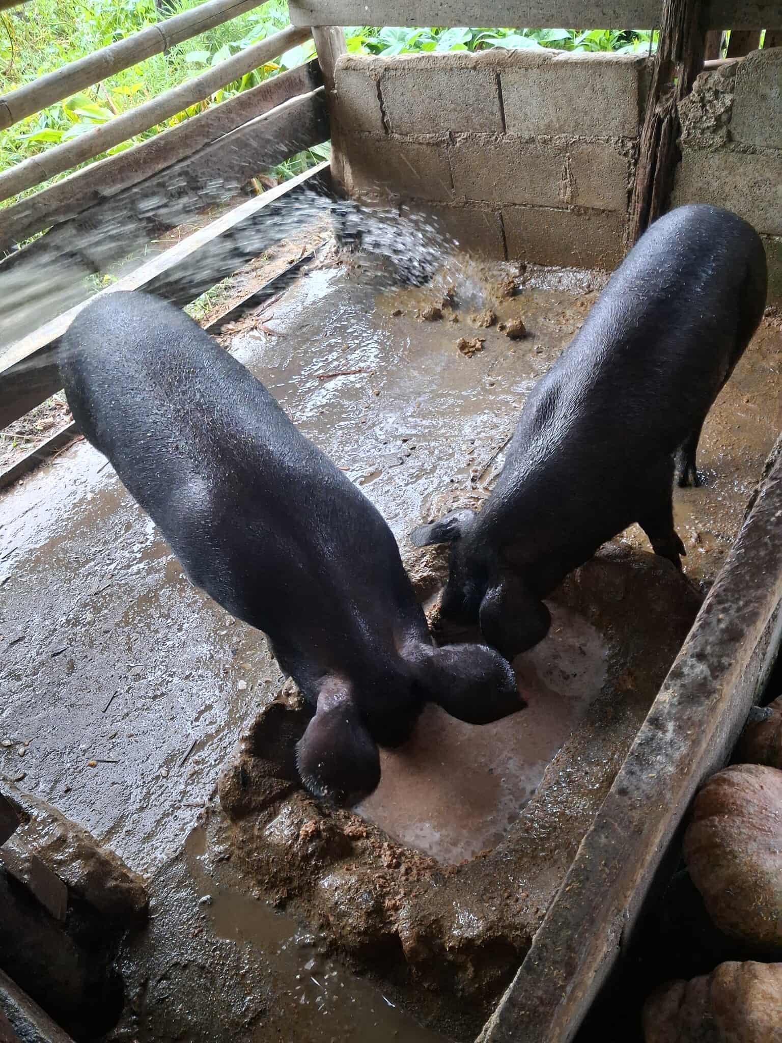 Pigs are in high demand in the market.