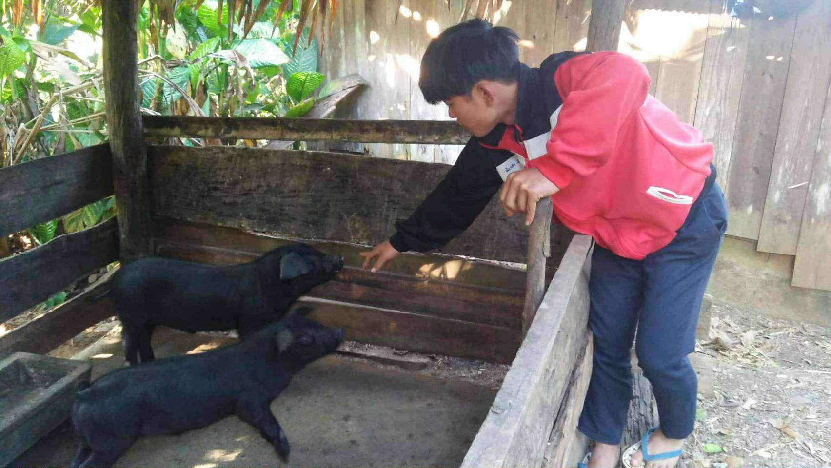 The children feed pigs natural food