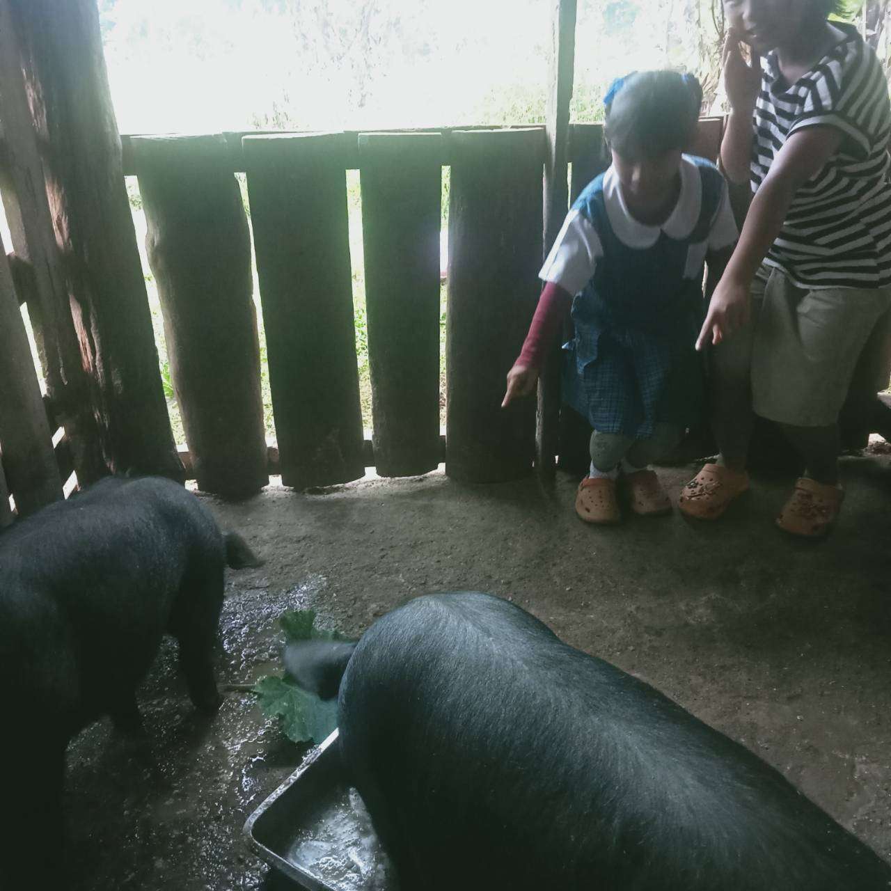 The children came to feed vegetables to the pigs.