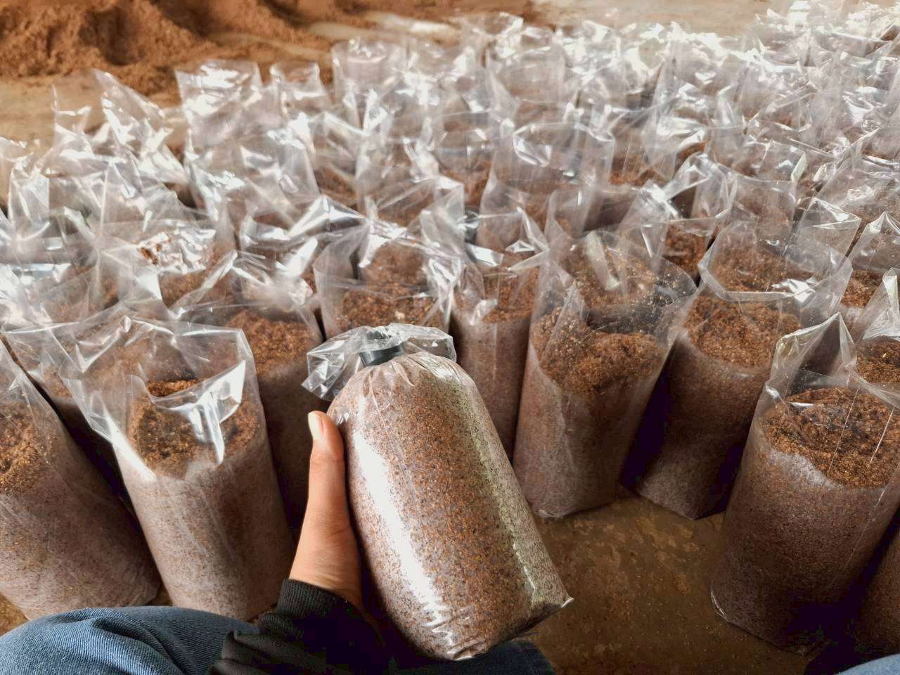 The mushrooms that are put into the neck of the bottle will look like this.