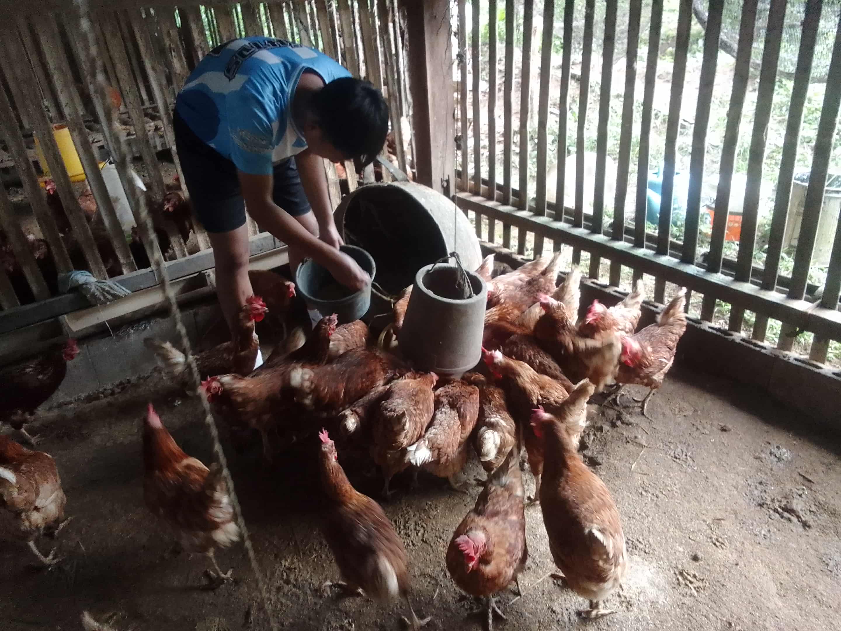 Clucking for Change: Fundraising for Our Egg-Raising Project!