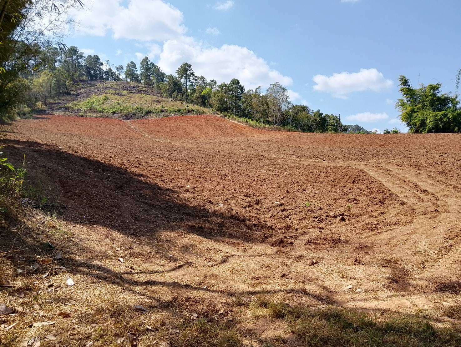 Deforested areas belonging to community members who practice monoculture farming.