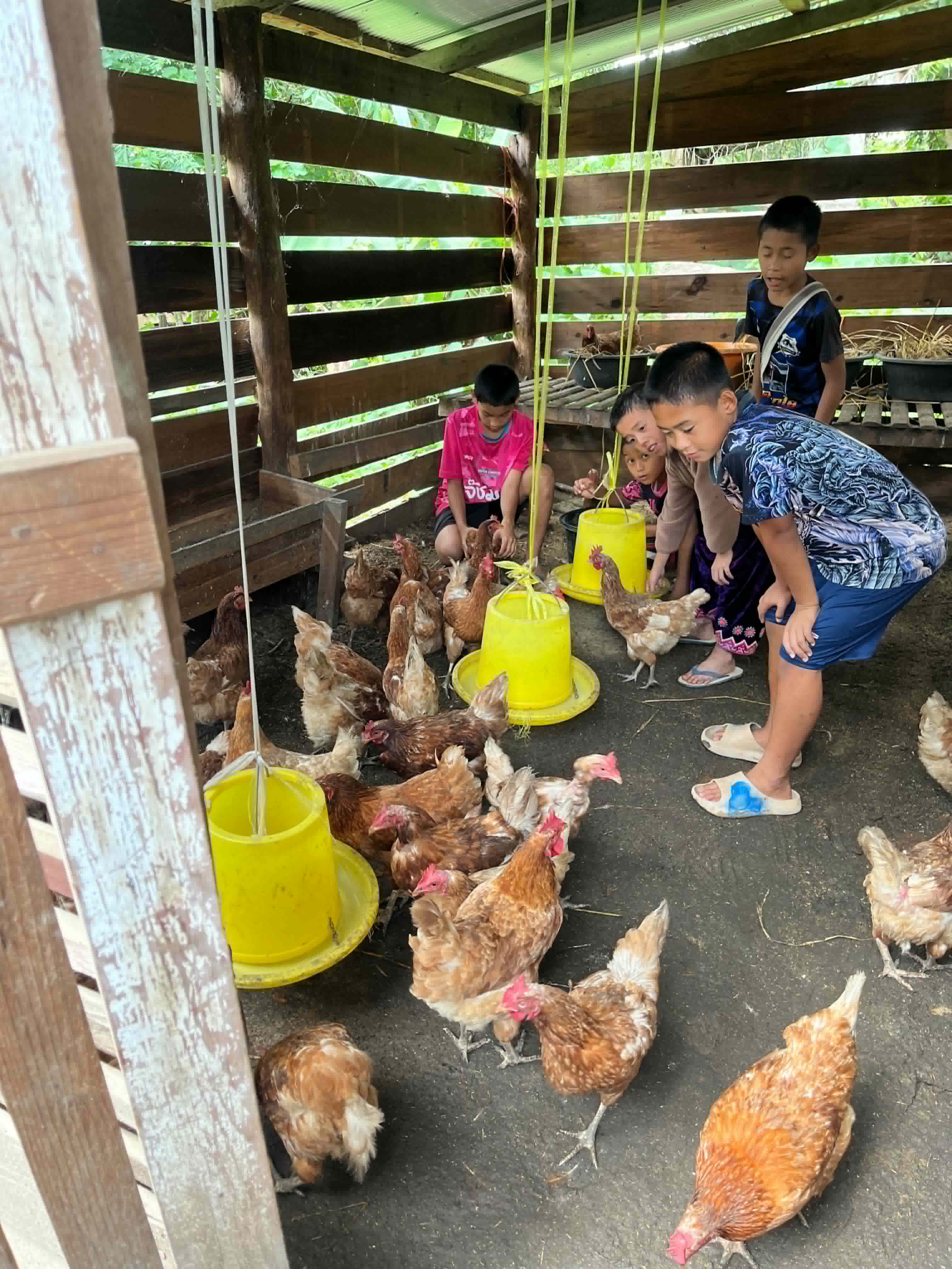 The children came to help feed the chickens.