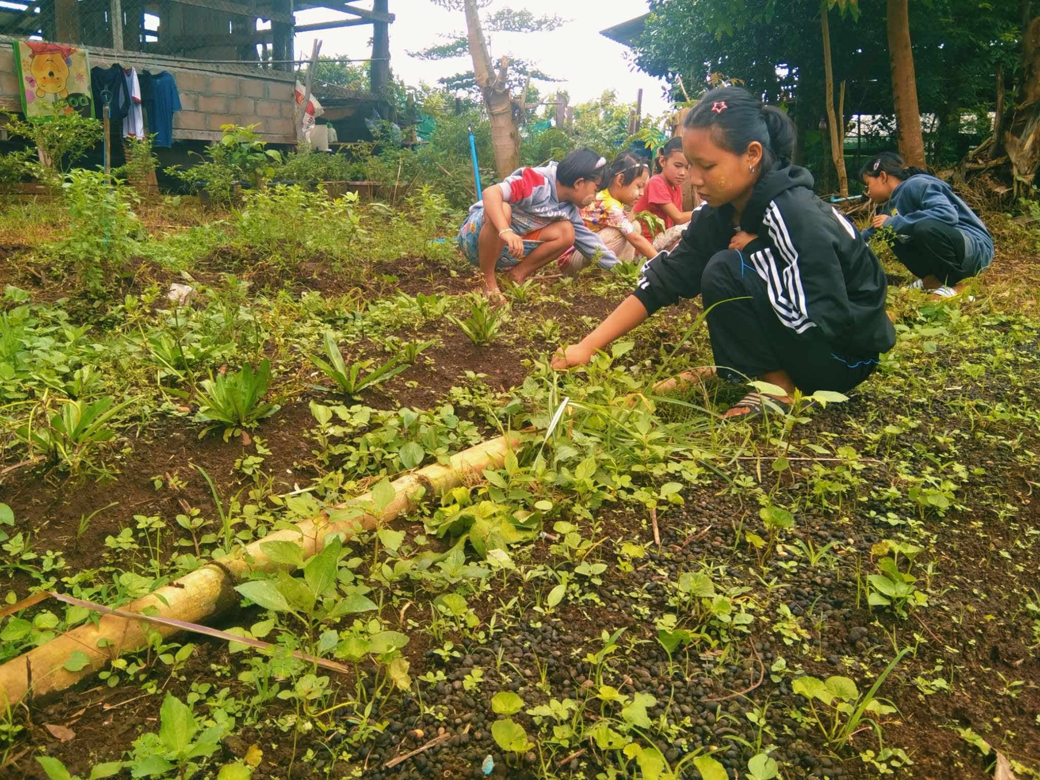 Children caring for and tending to the vegetable plot.