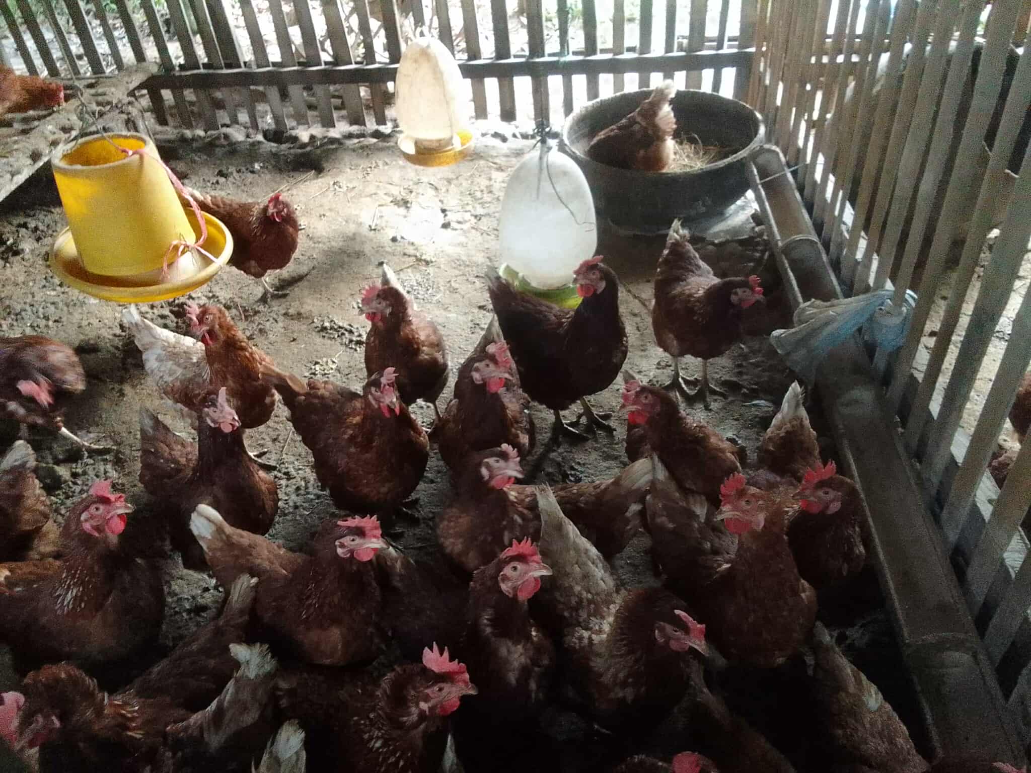 Chickens are the hope of youth in generating income and careers.