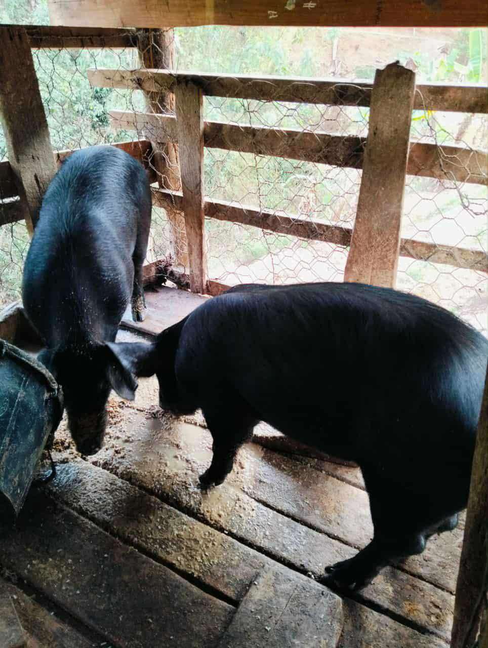 Traditional pig farming using wood