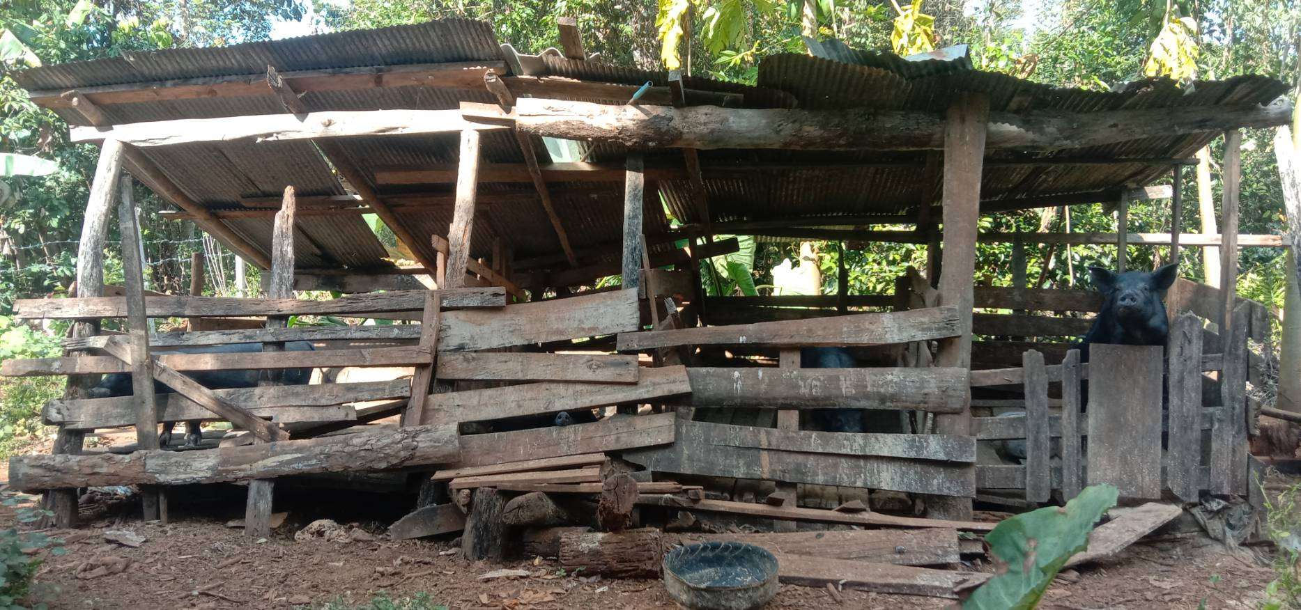 Pig Farming for Family Income and Stability