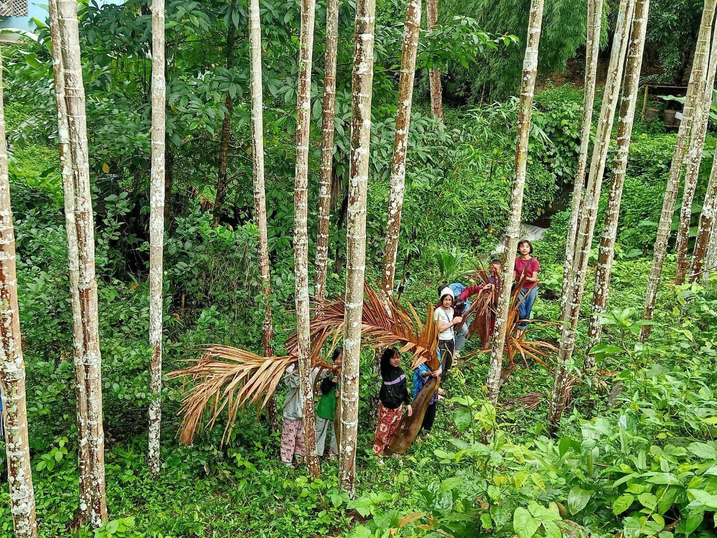 The children went to collect the fallen betel nut residue.