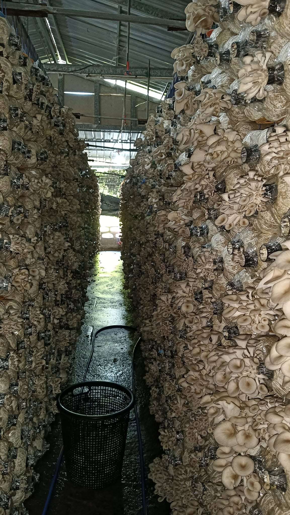 Wait for the produce to mature