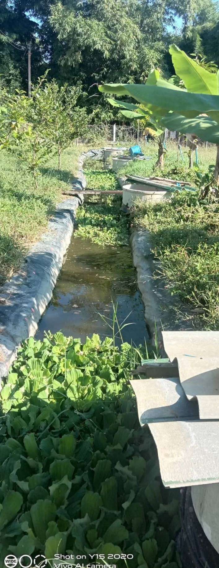 From Pond to Plate: Empowering 50 Children through Sustainable Aquaculture