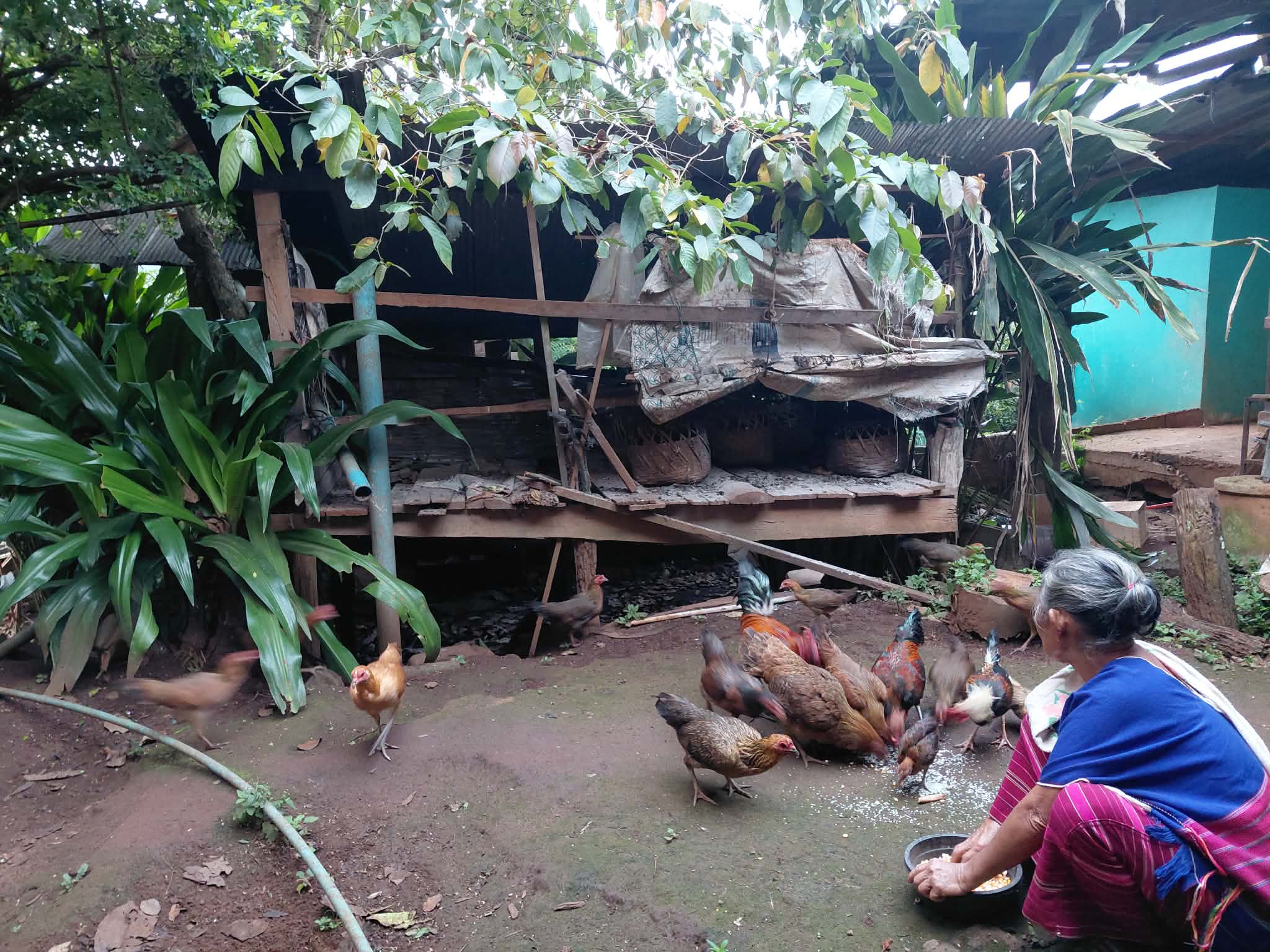Every backyard has a story, and every flock has a caretaker. It’s an honor to see our seniors leading the way in building food security for their households.