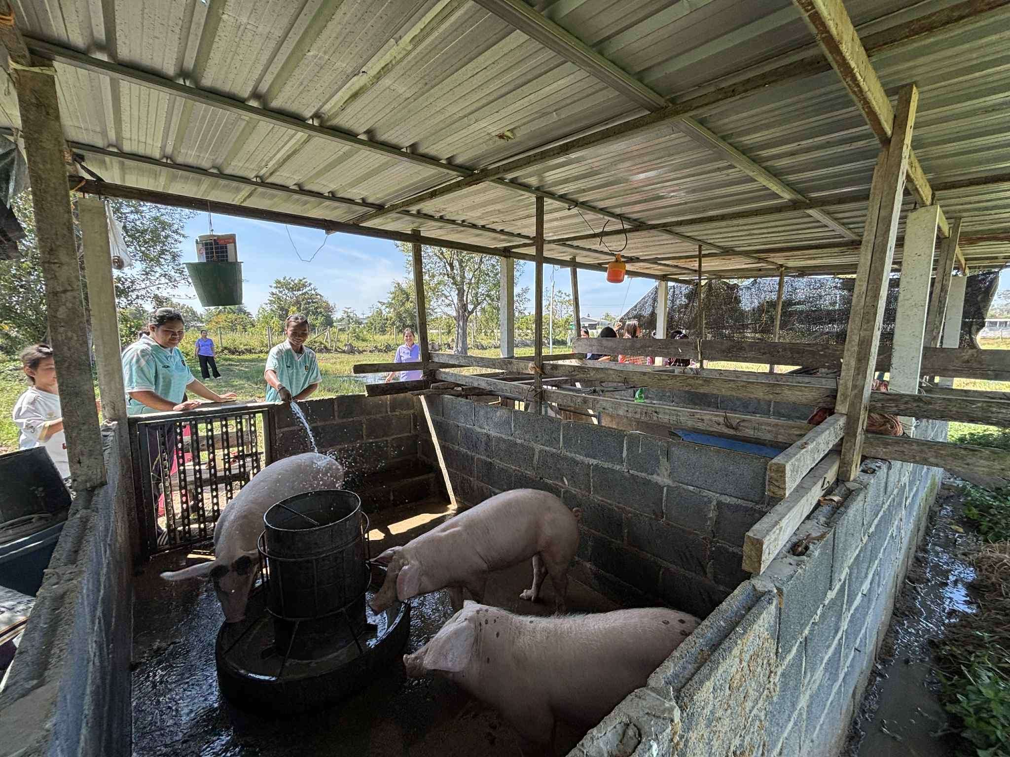 Pig Farming for Families