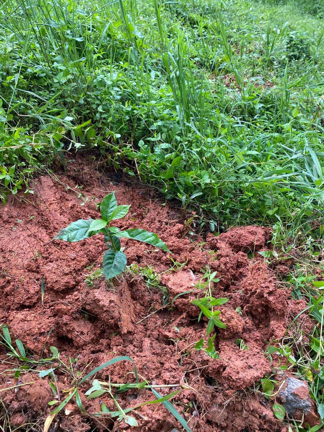 Children and youth plant coffee trees
