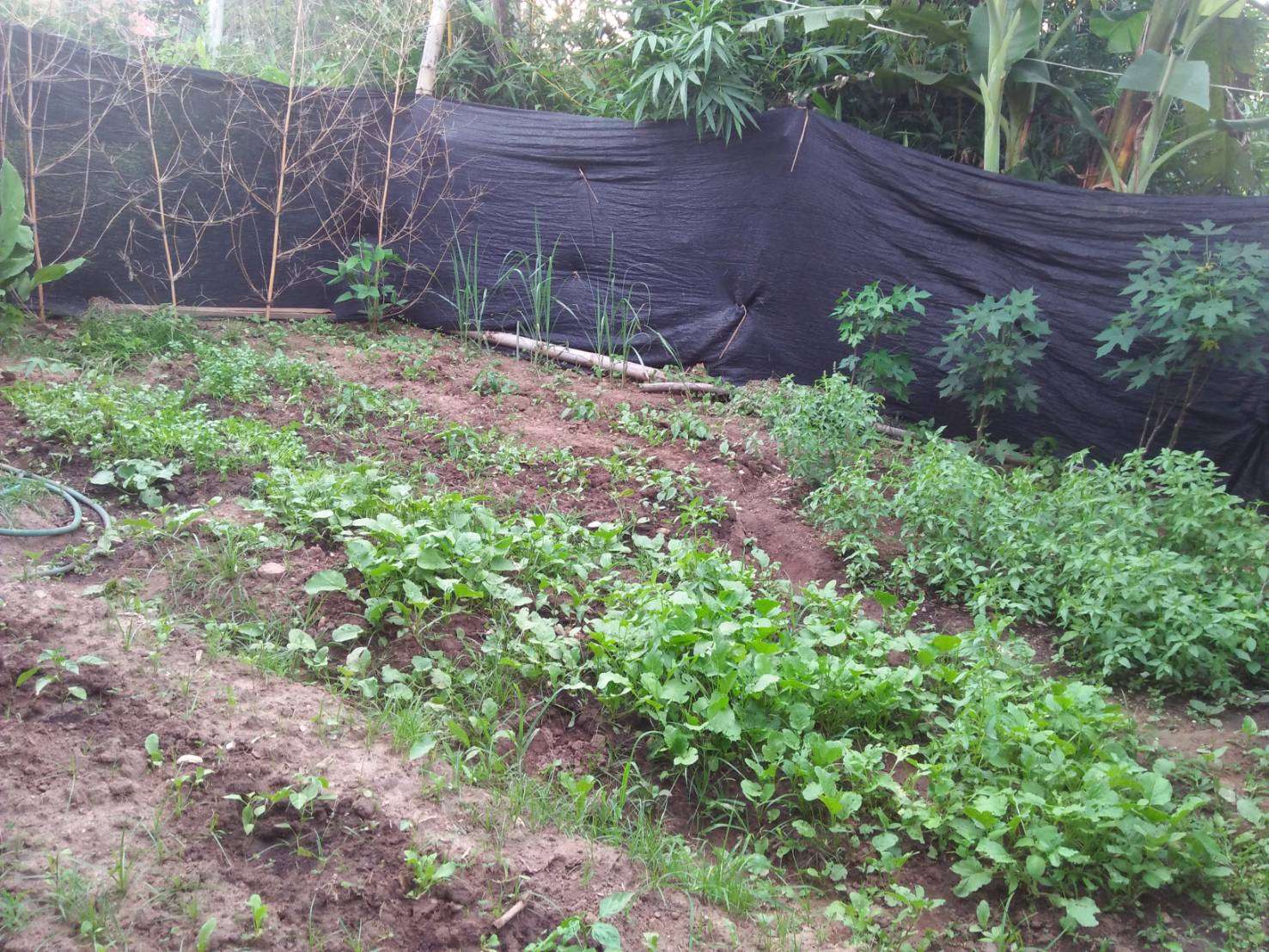 Community Vegetable Garden in the Residential Area.