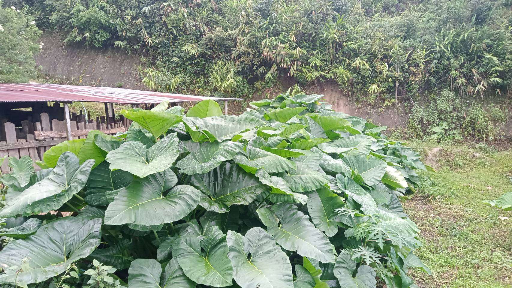 Caladium plants being prepared for processing into pig feed.